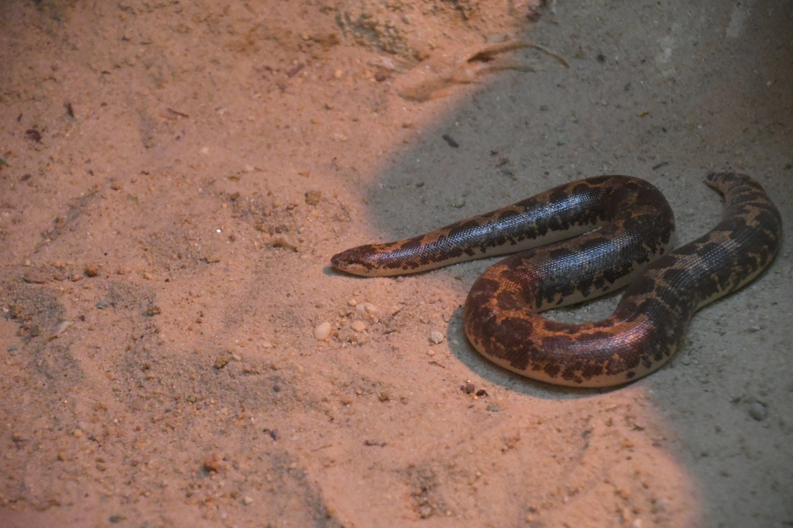 Indian Sand Boa