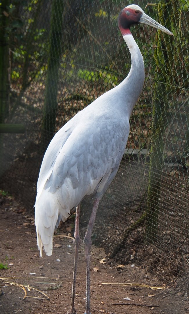 Indian sarus crane (Antigone antigone antigone), 2019-04-06
