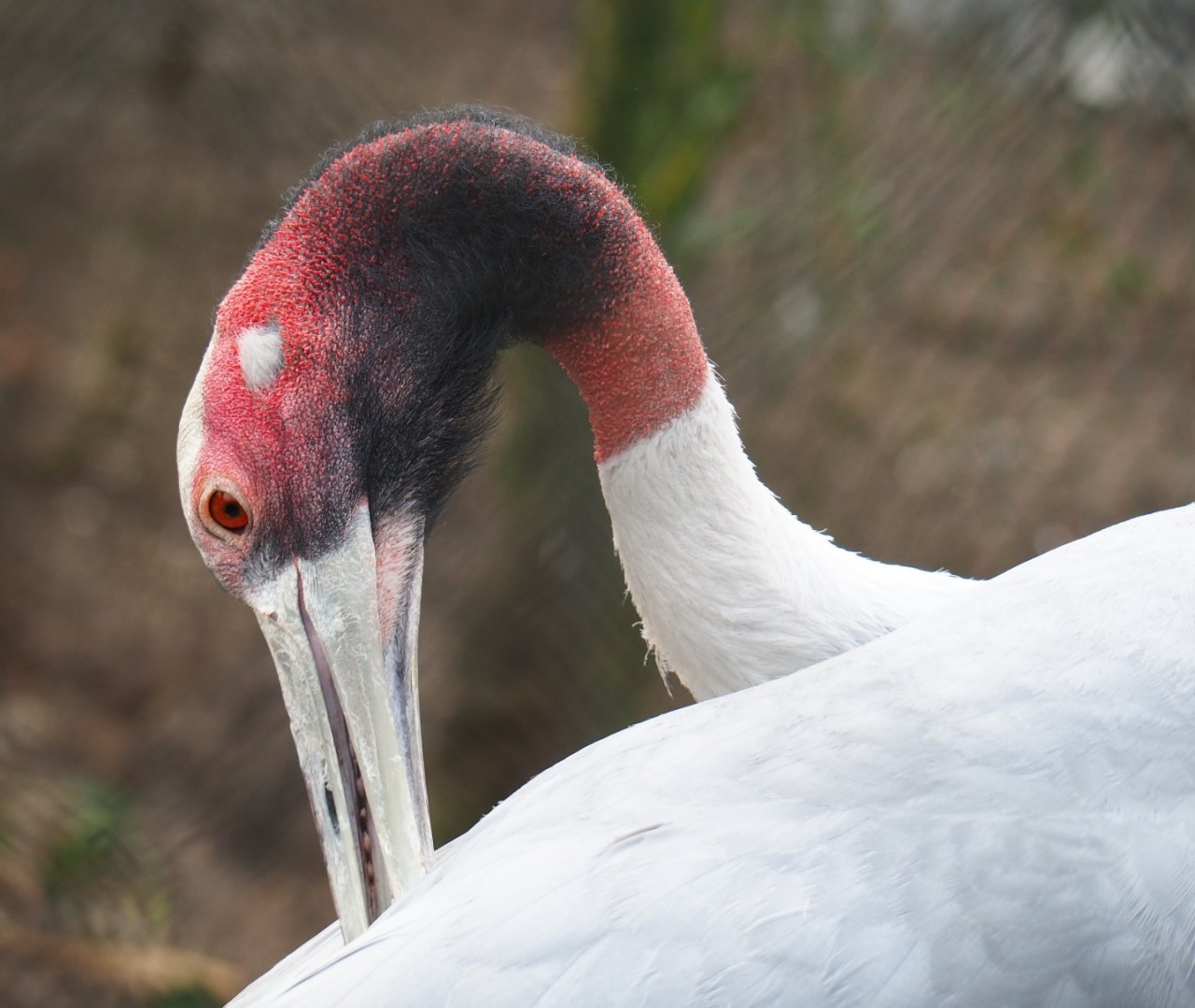 Indian sarus crane (Antigone antigone antigone), 2019-04-06