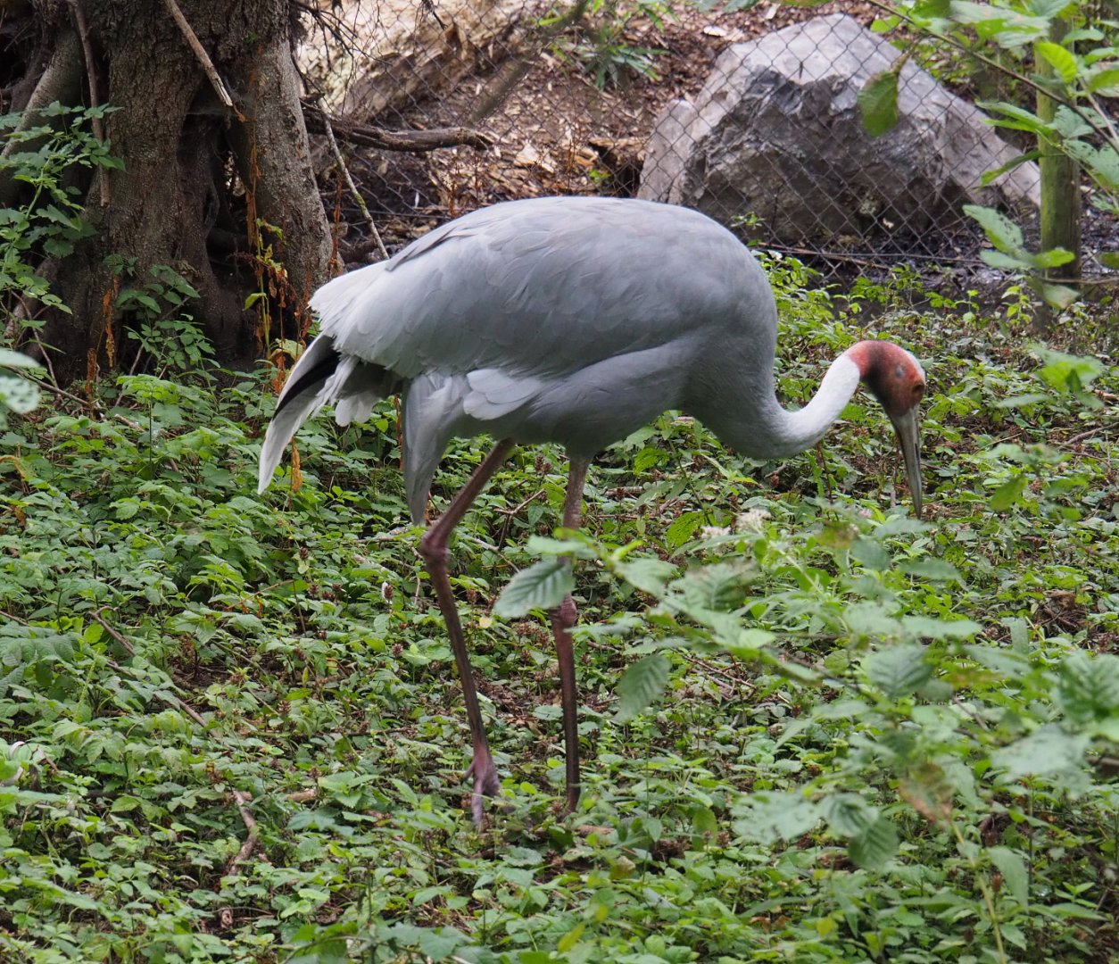 Indian sarus crane (Antigone antigone antigone), 2020-09-03