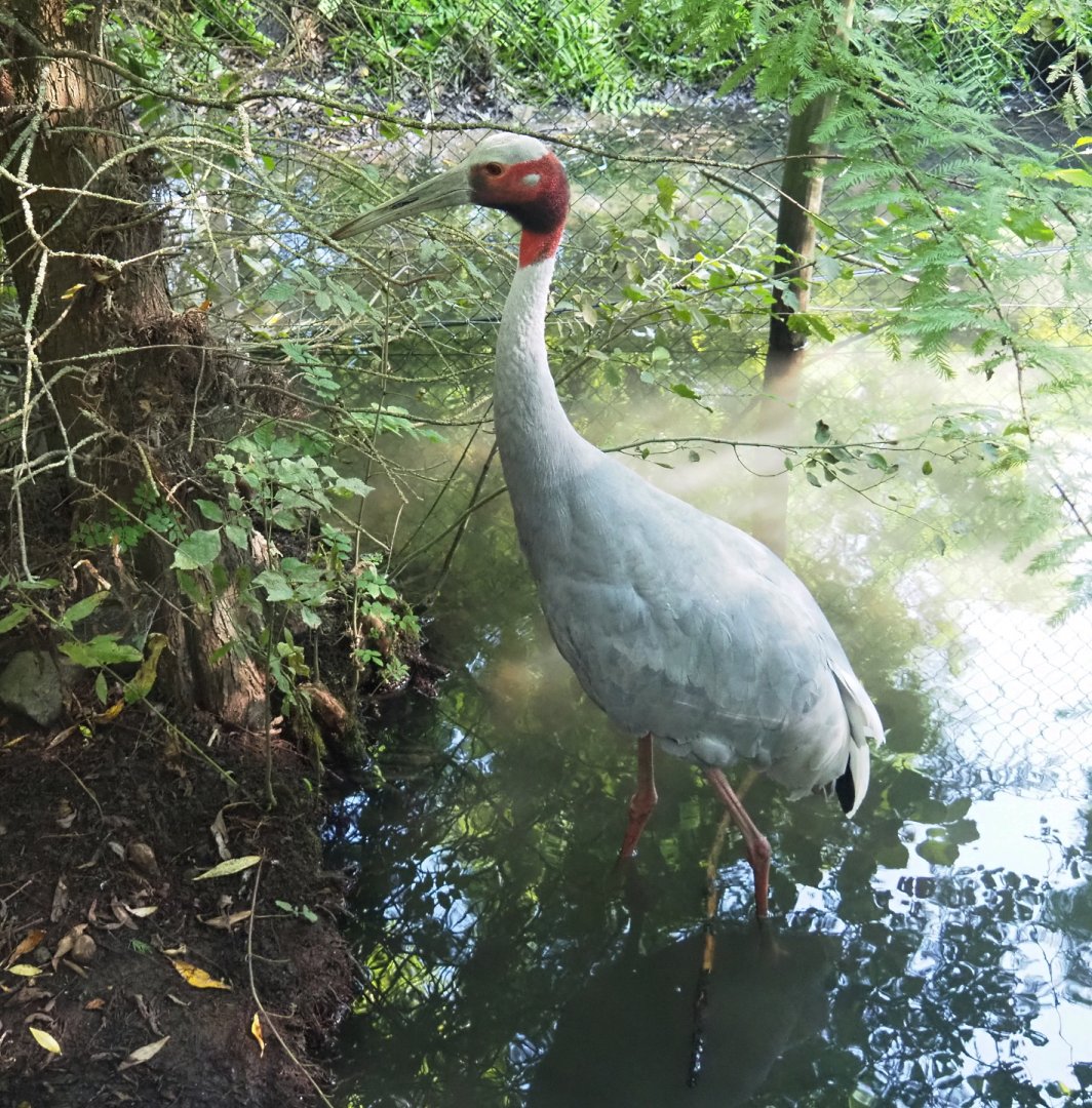 Indian sarus crane (Antigone antigone antigone), 2021-09-03