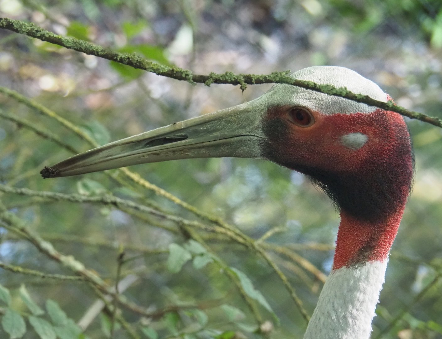 Indian sarus crane (Antigone antigone antigone), 2021-09-03