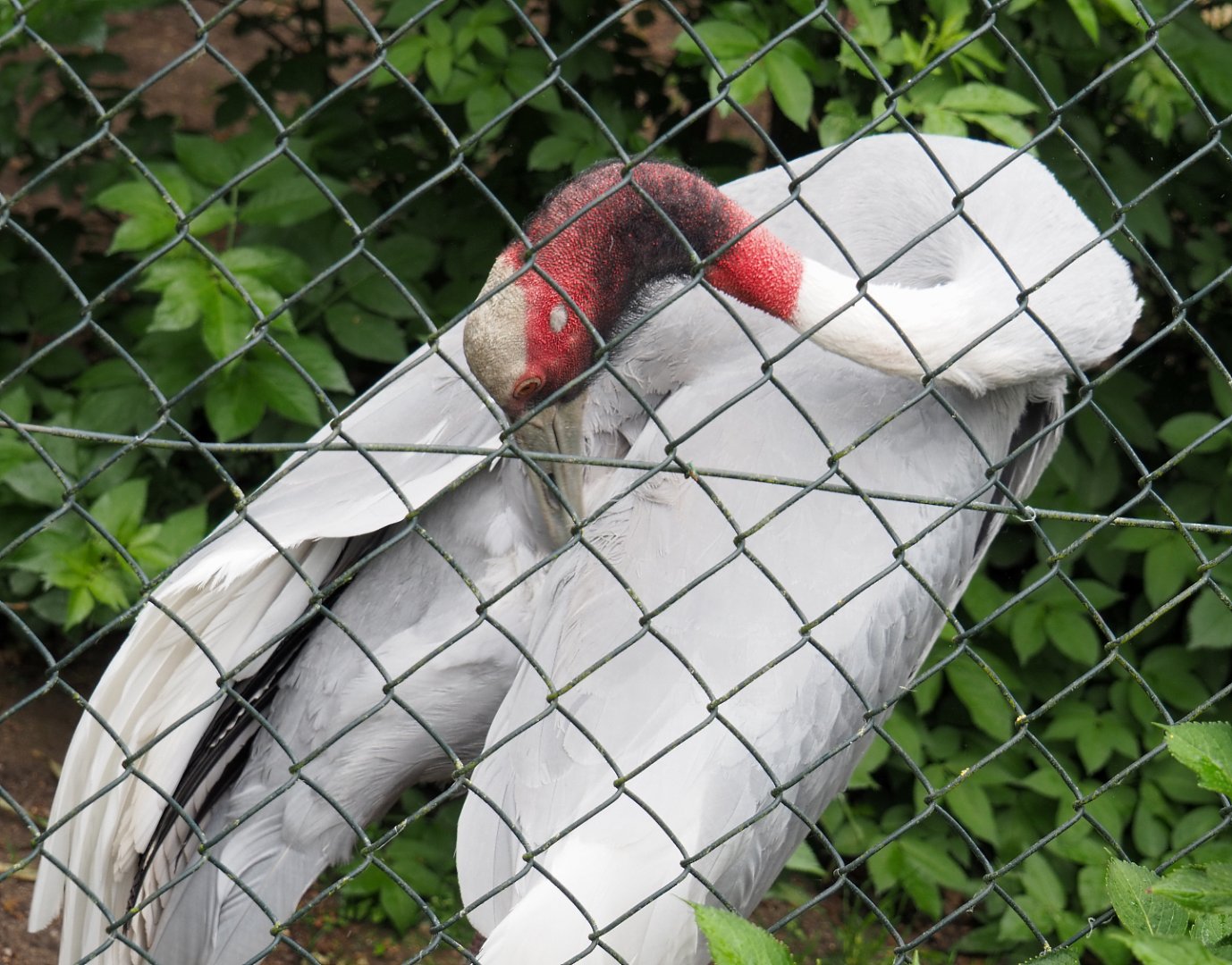 Indian sarus crane (Antigone antigone antigone), 2022-05-17