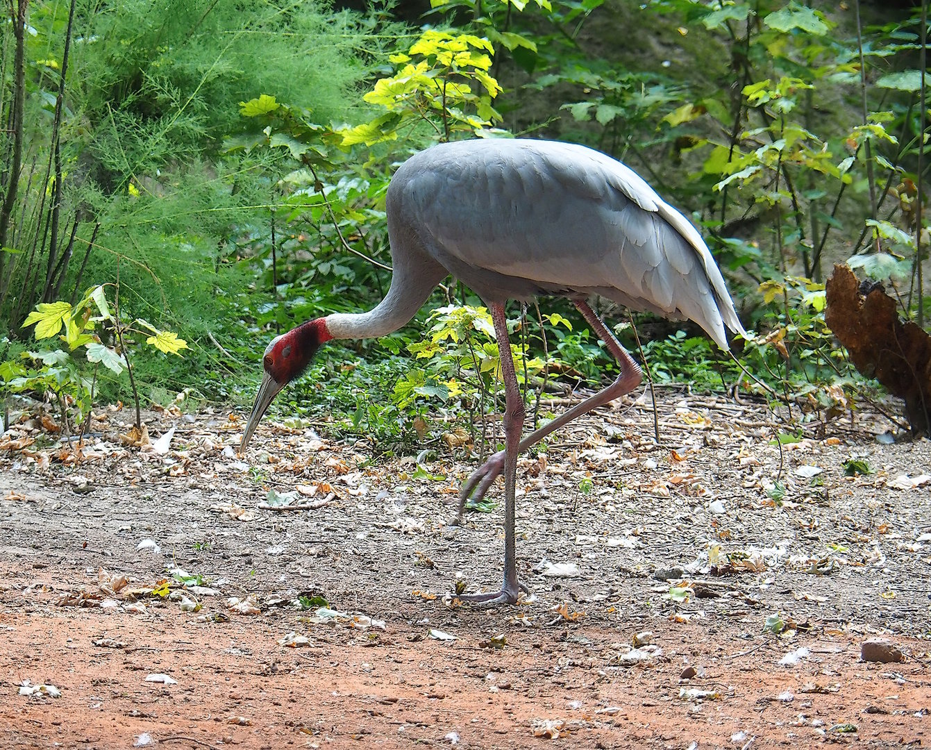 Indian sarus crane (Antigone antigone antigone), 2022-08-28