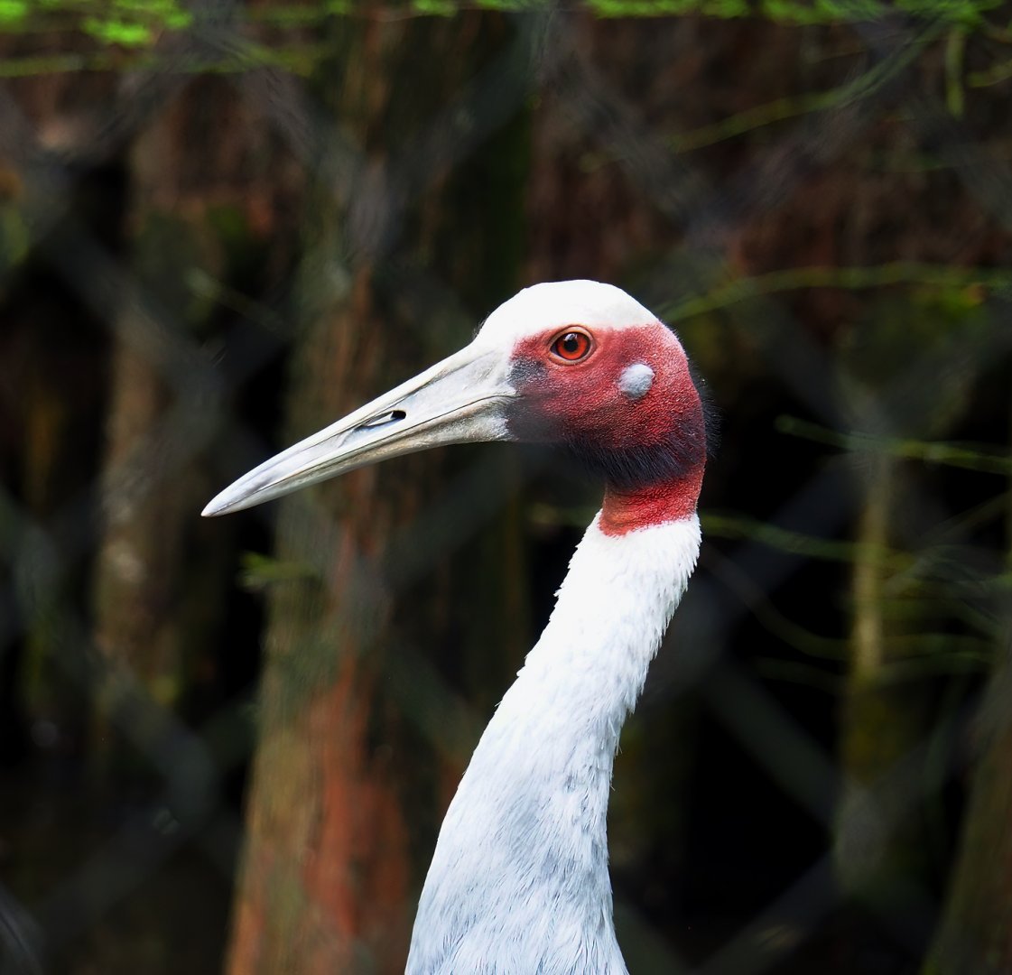 Indian Sarus crane (Antigone antigone antigone), 2023-05-15