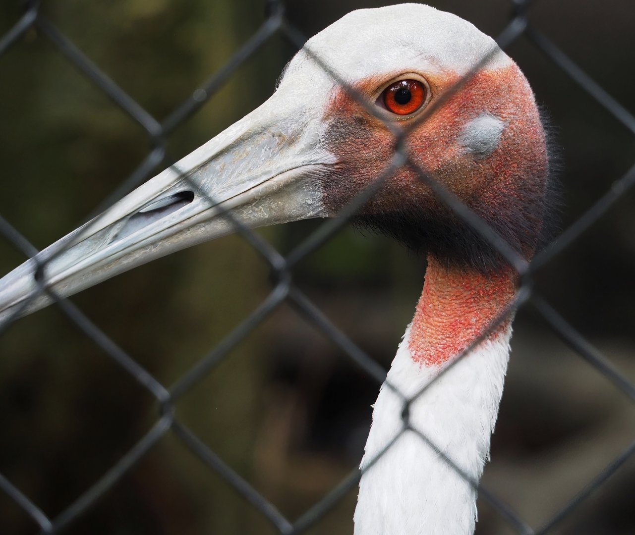 Indian sarus crane (Antigone antigone antigone), 2023-10-13