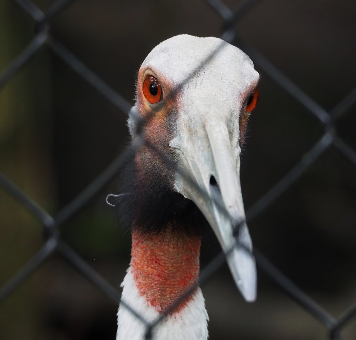 Indian sarus crane (Antigone antigone antigone), 2023-10-13