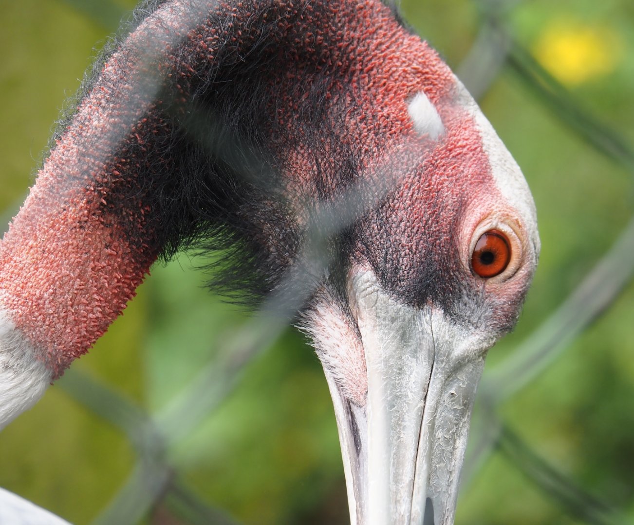 Indian sarus crane (Antigone antigone antigone), 2024-04-14