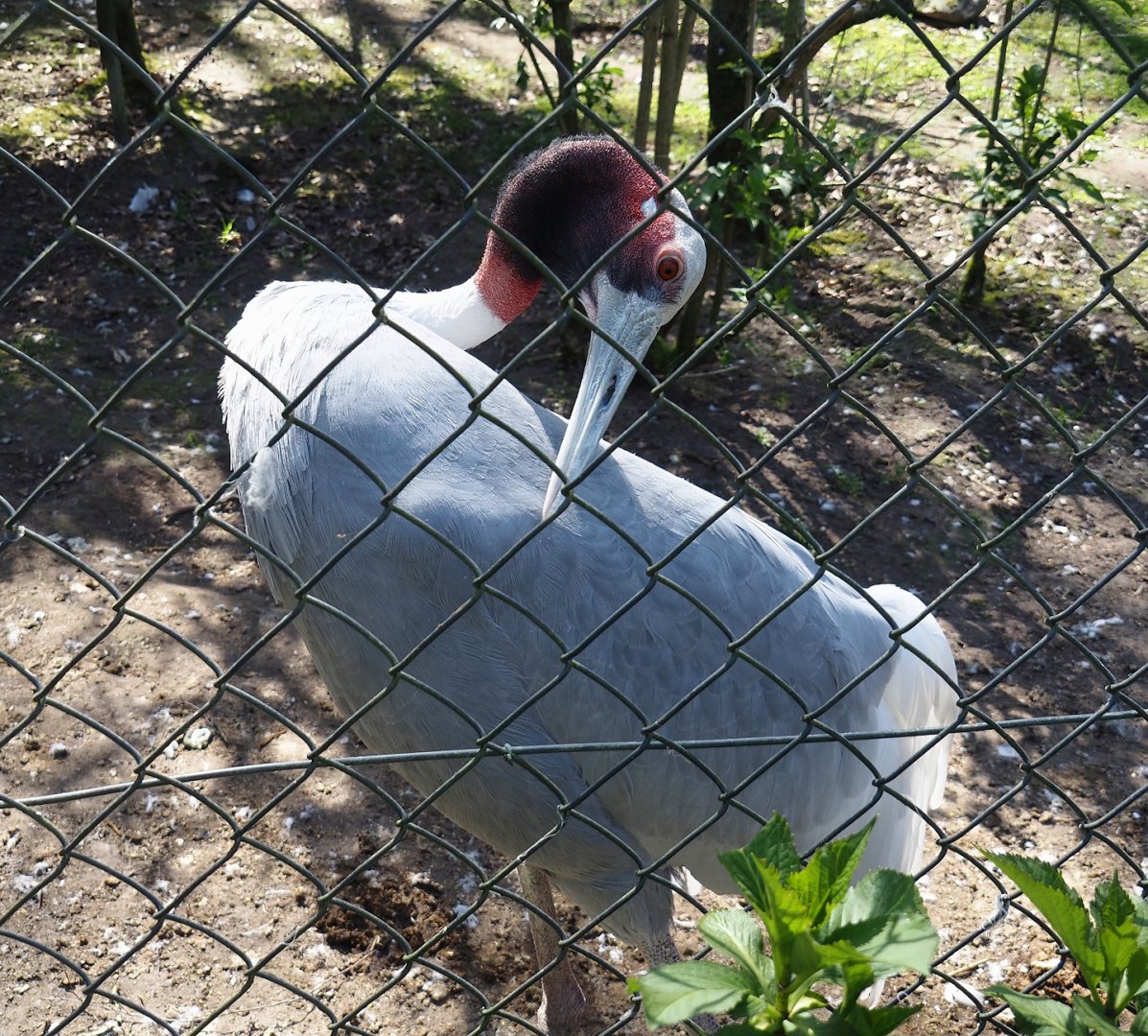 Indian sarus crane (Antigone antigone antigone), 2025-04-12