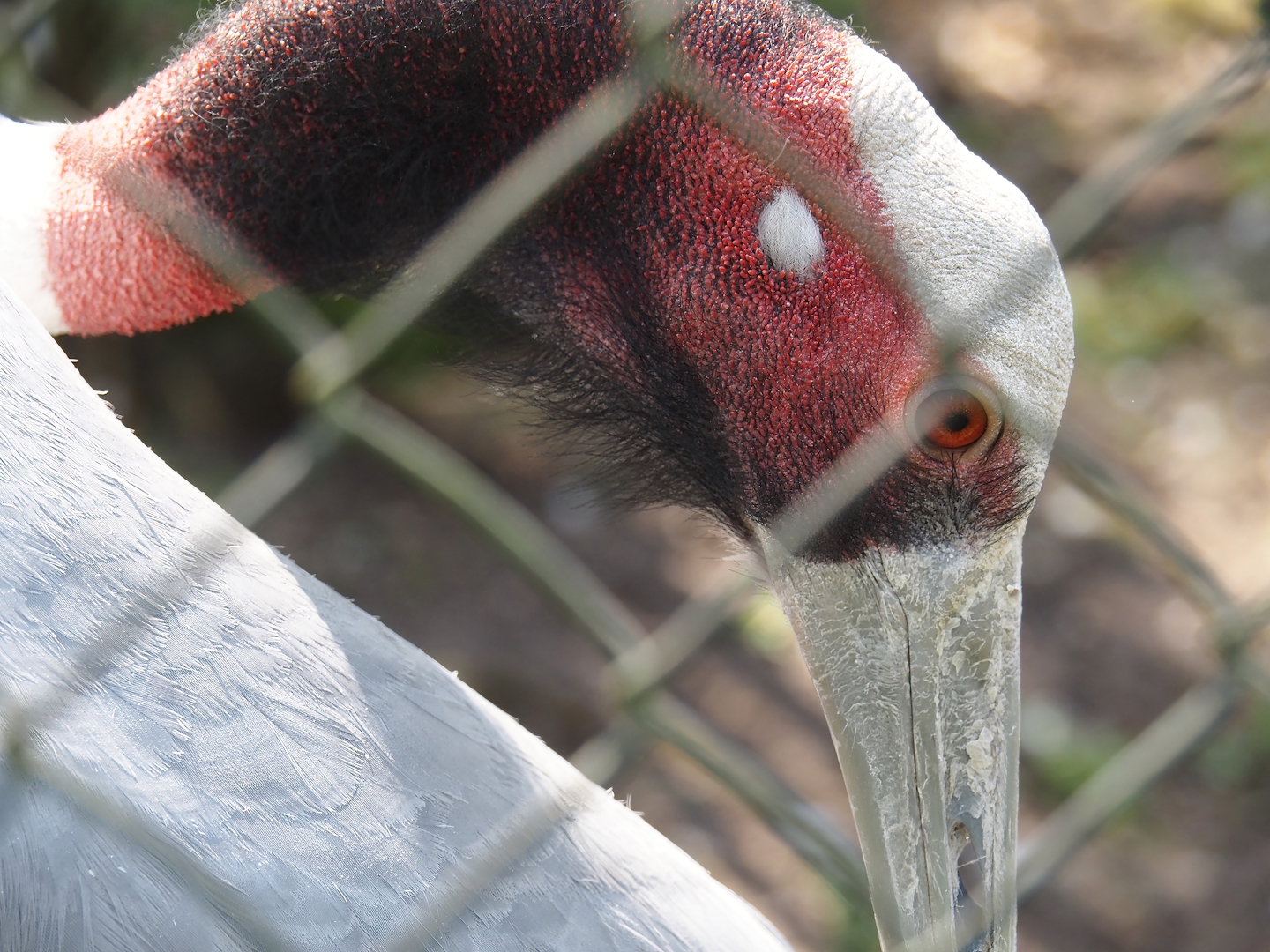 Indian sarus crane (Antigone antigone antigone), 2025-04-12