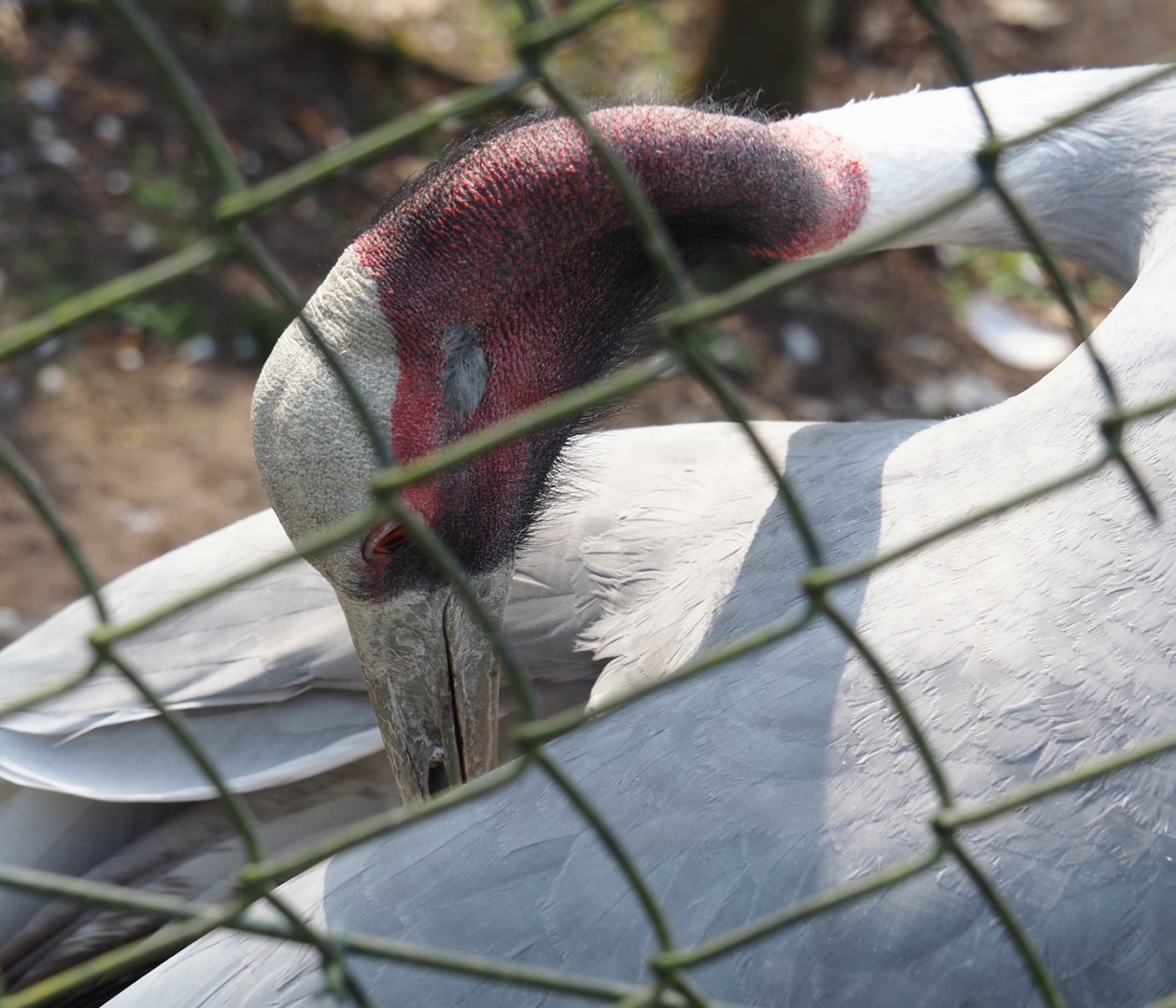 Indian sarus crane (Antigone antigone antigone), 2025-04-12