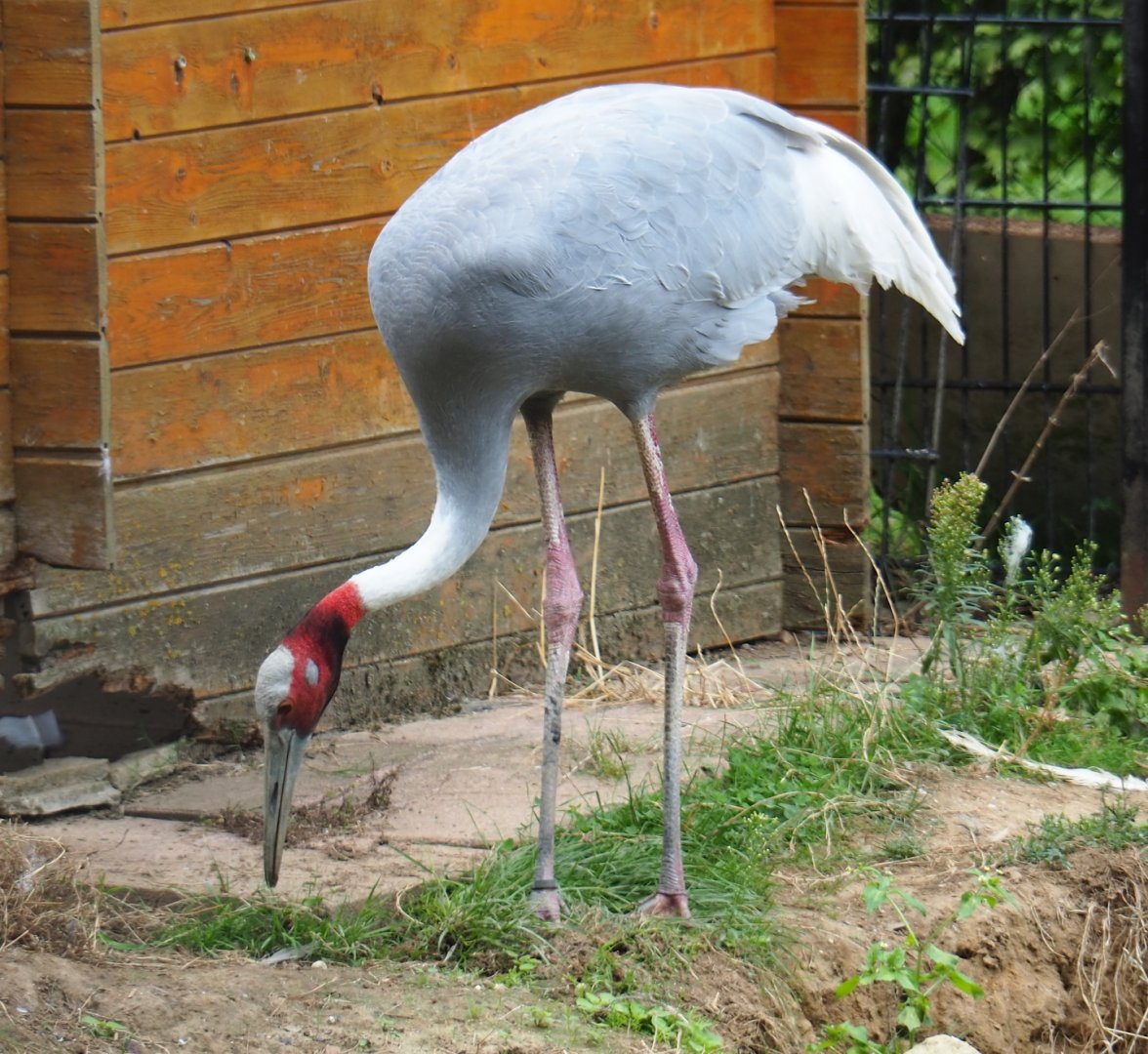 Indian Sarus crane (Antigone antigone antigone), Aug 28th, 2018