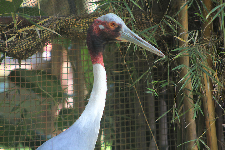 Indian sarus crane (Antigone antigone antigone)