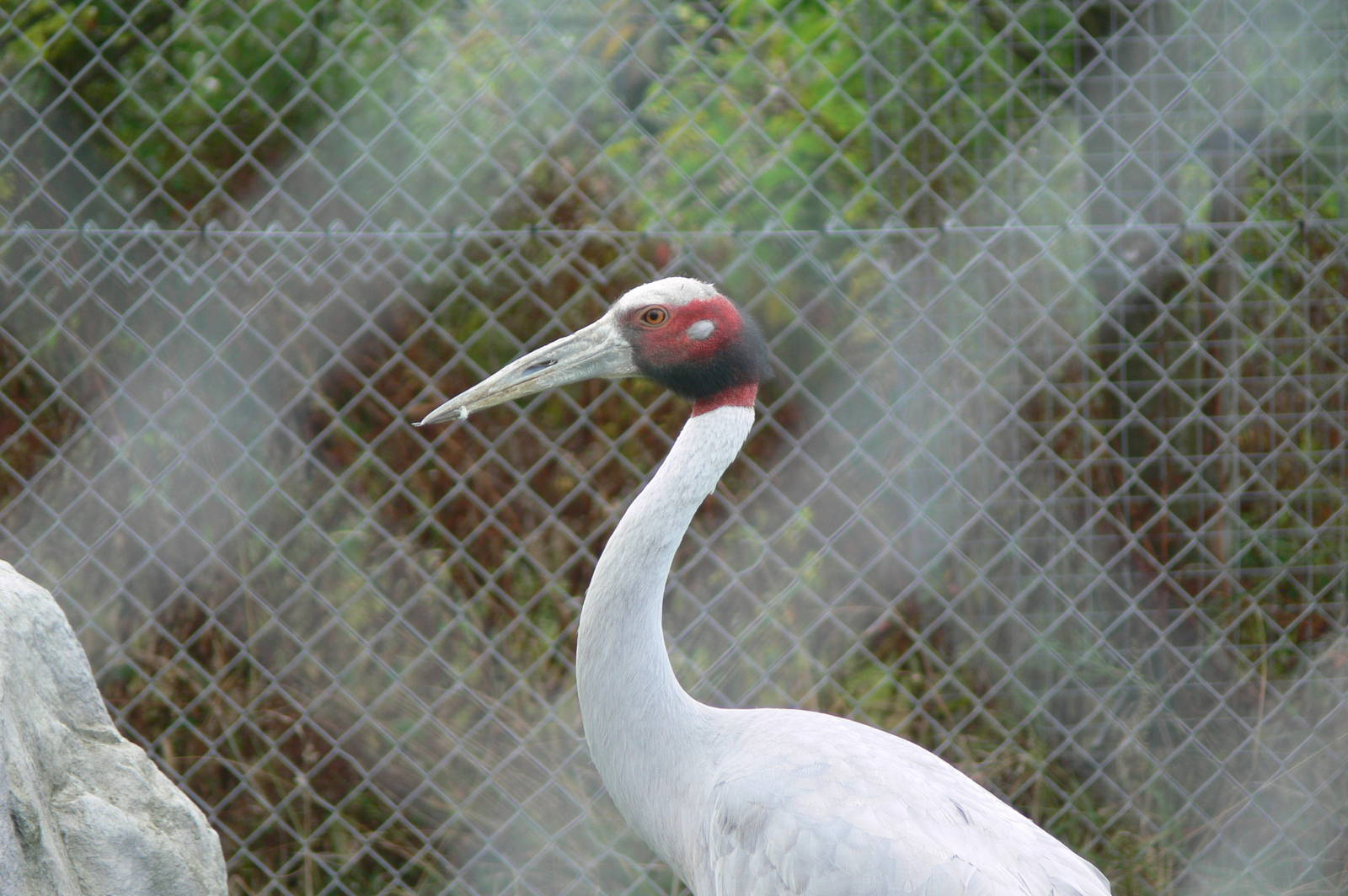 Indian Sarus Crane at Hamerton Zoo, 23/08/14