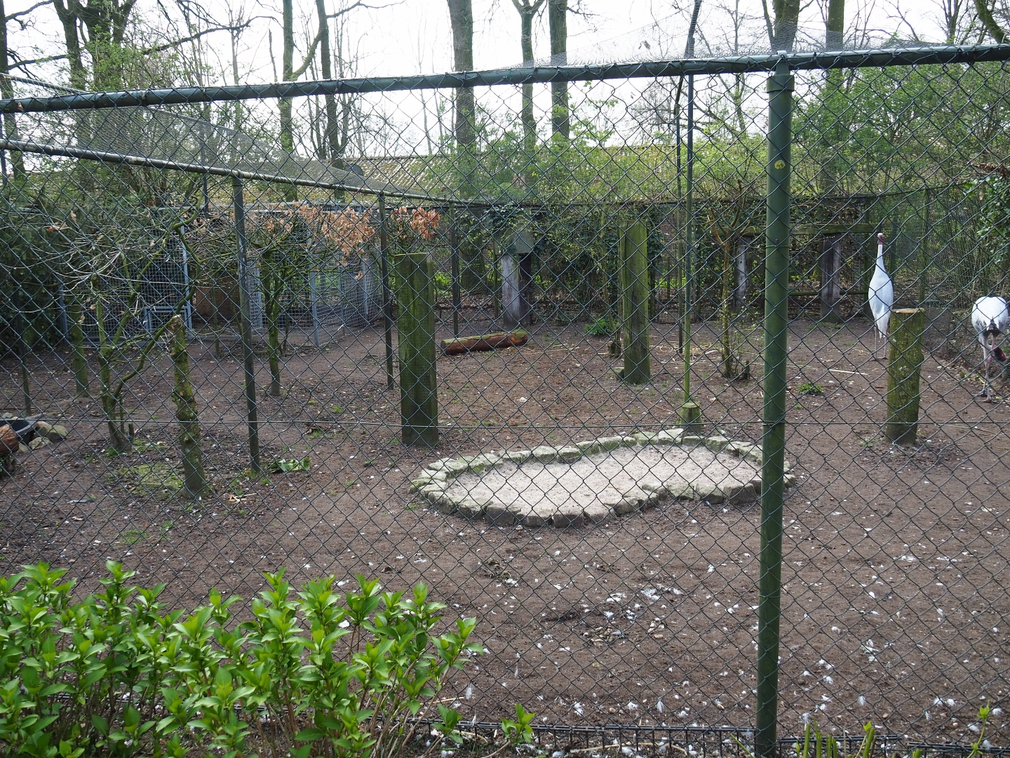 Indian sarus crane aviary, 2019-04-06