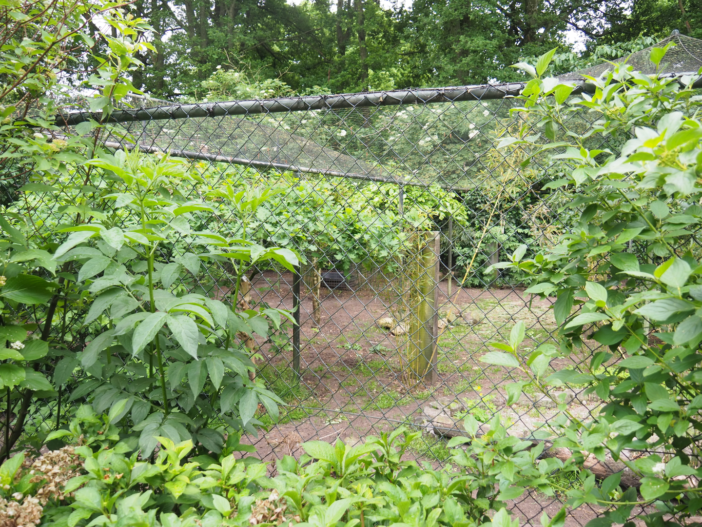 Indian sarus crane aviary, 2022-05-17
