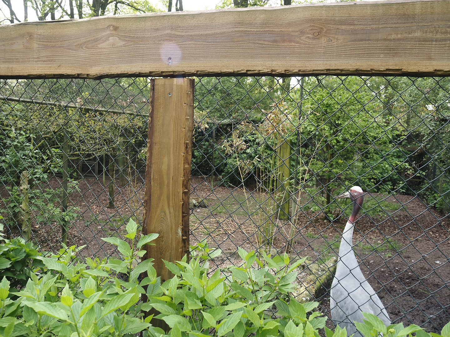 Indian sarus crane aviary, 2024-04-14