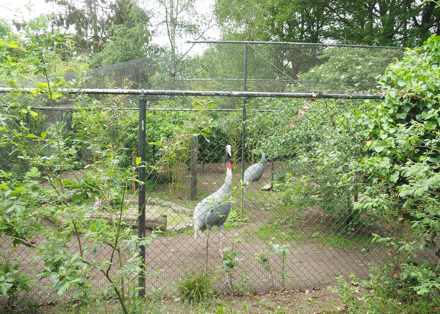 Indian sarus crane aviary, seen from inside the Zie-Zoo College log cabin, 2022-05-17