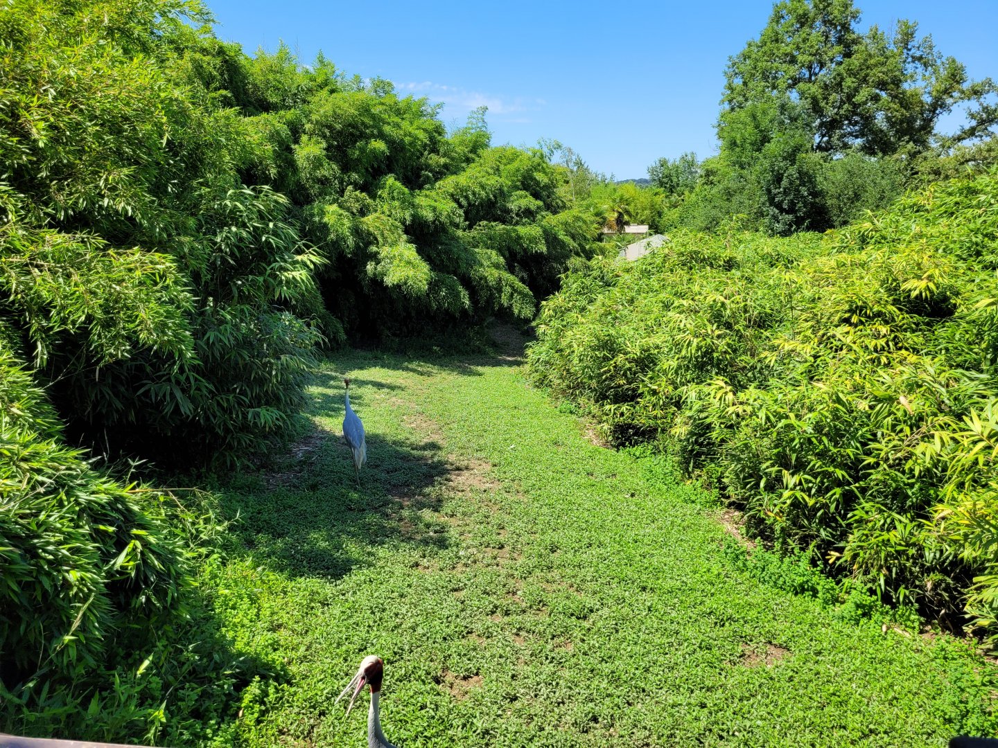 Indian sarus crane, Bar-headed goose and Reeve's muntjac exhibit -Zoo d'Asson (2022)