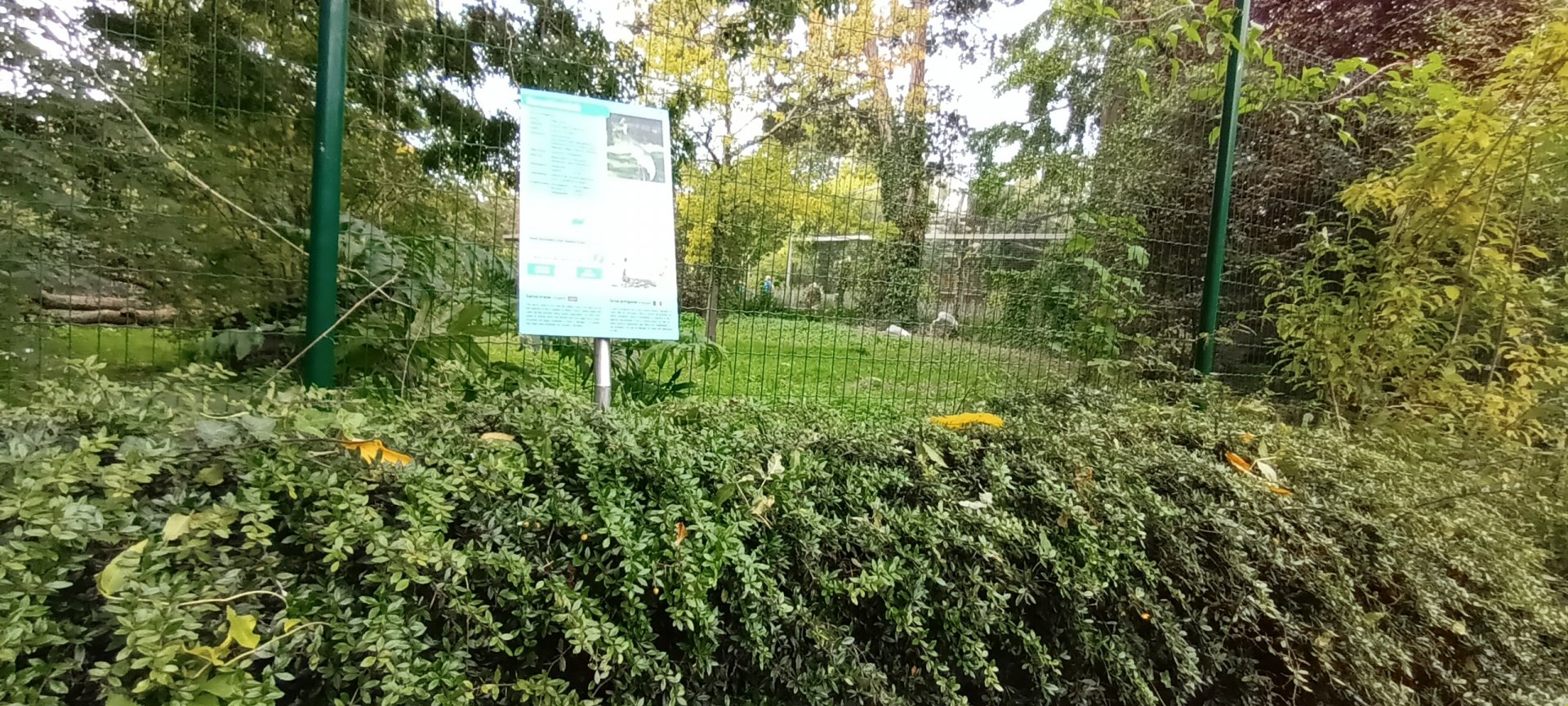 Indian sarus Crane Enclosure