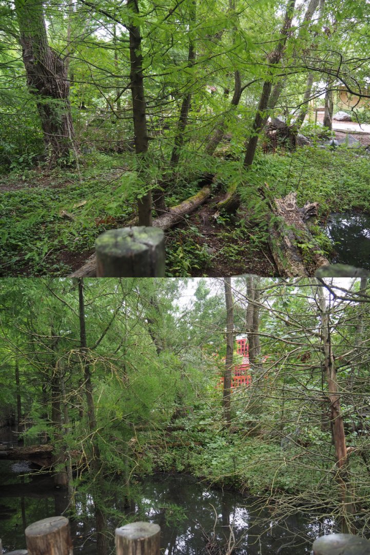 Indian Sarus crane exhibit, 2020-09-03