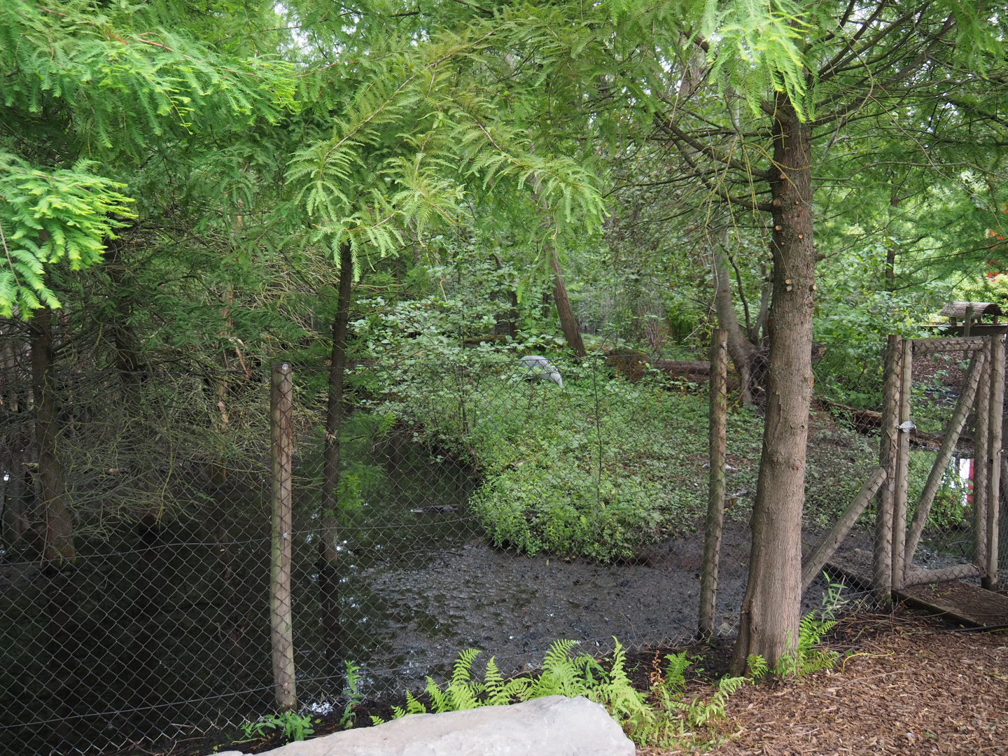 Indian Sarus crane exhibit, 2020-09-03