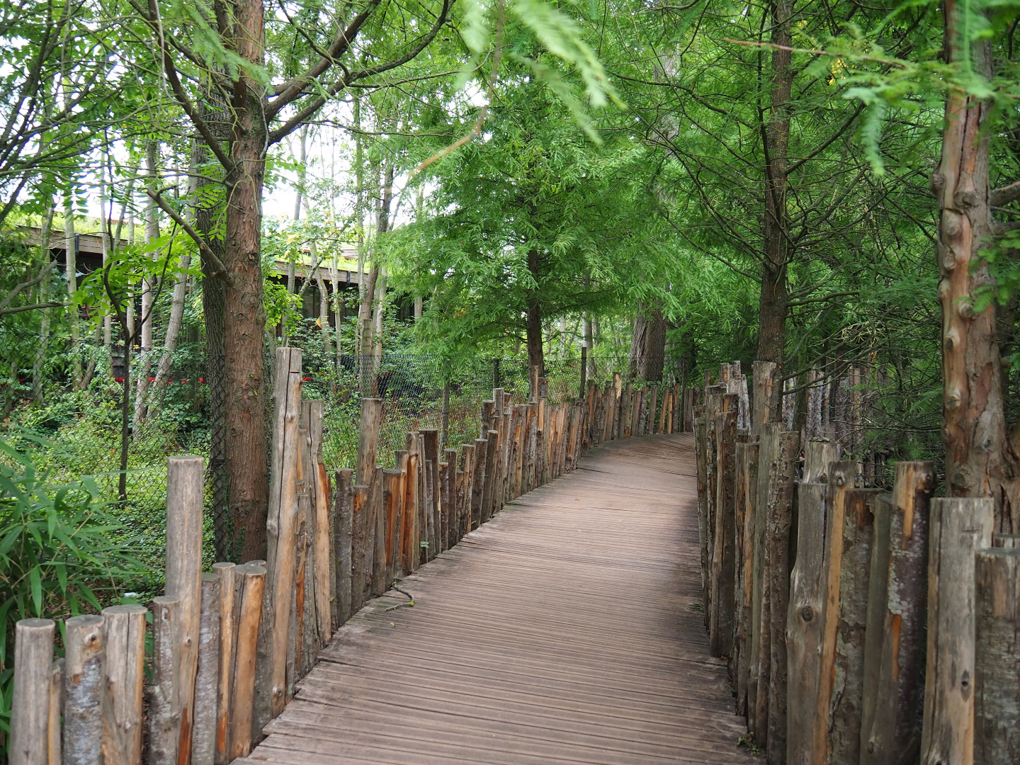 Indian Sarus crane exhibit, 2020-09-03