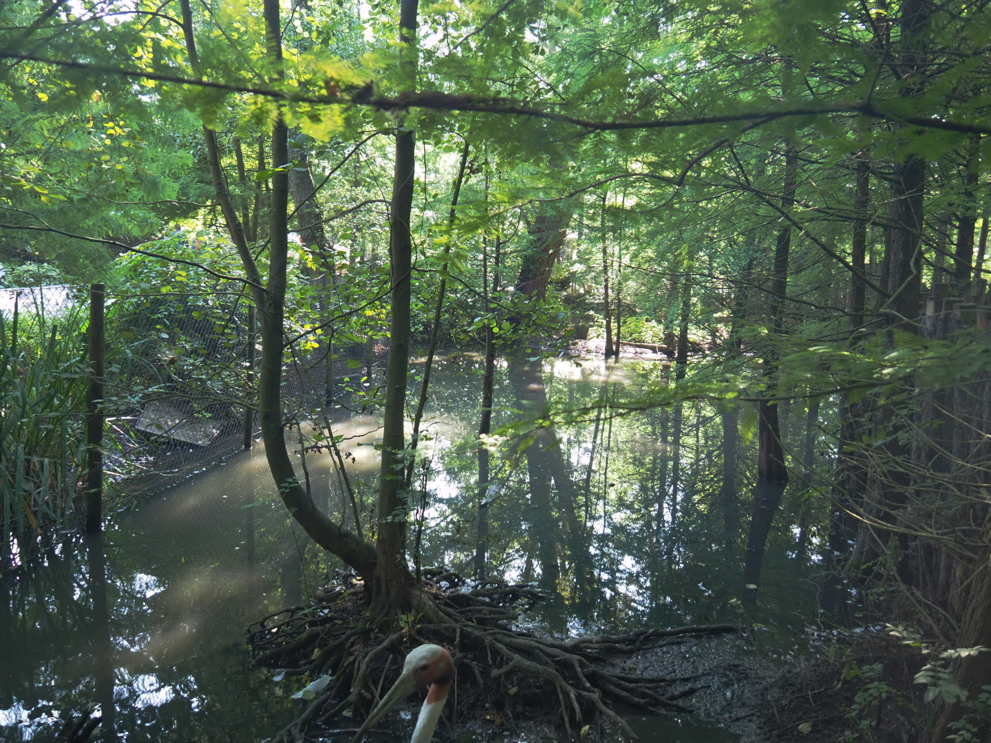 Indian sarus crane exhibit, 2021-09-03