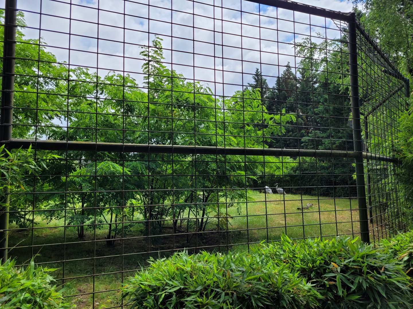Indian sarus crane exhibit -Zoo du bassin d'Arcachon (2024)