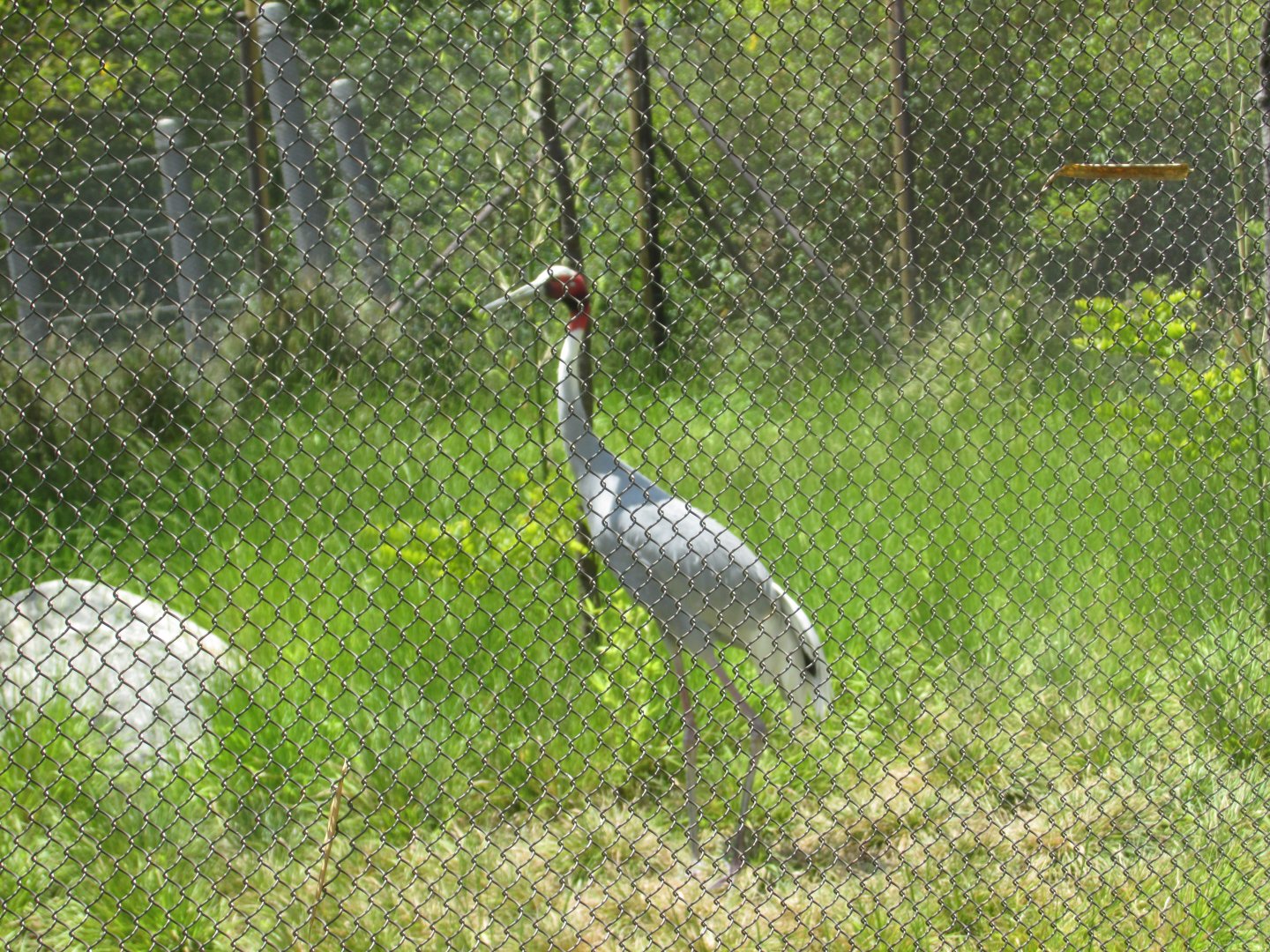 Indian Sarus crane Los Angeles zoo 2017
