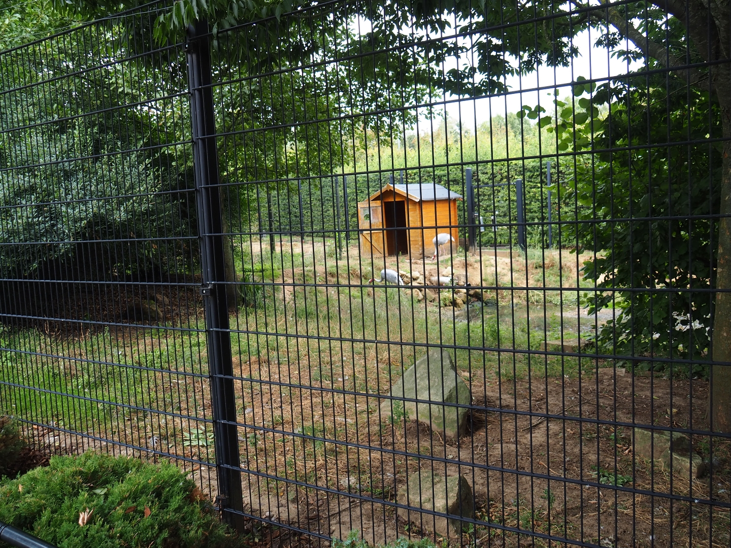 Indian Sarus crane - Mandarin duck exhibit (Aug 28th, 2018)