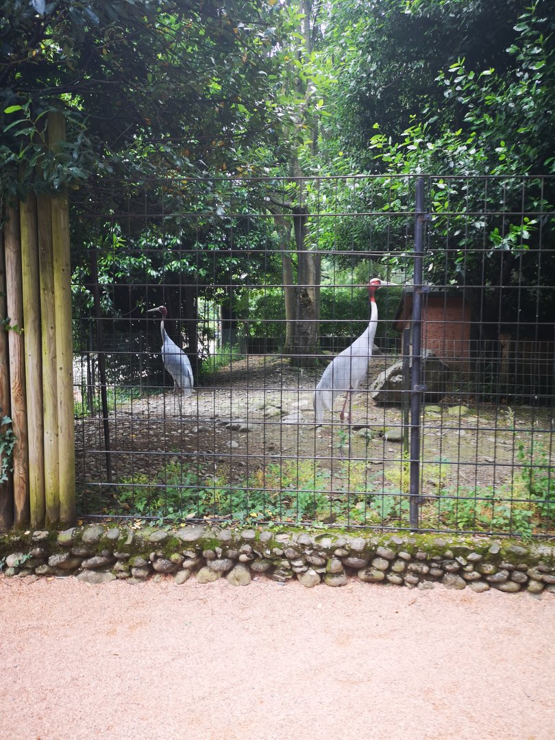 Indian sarus crane pair