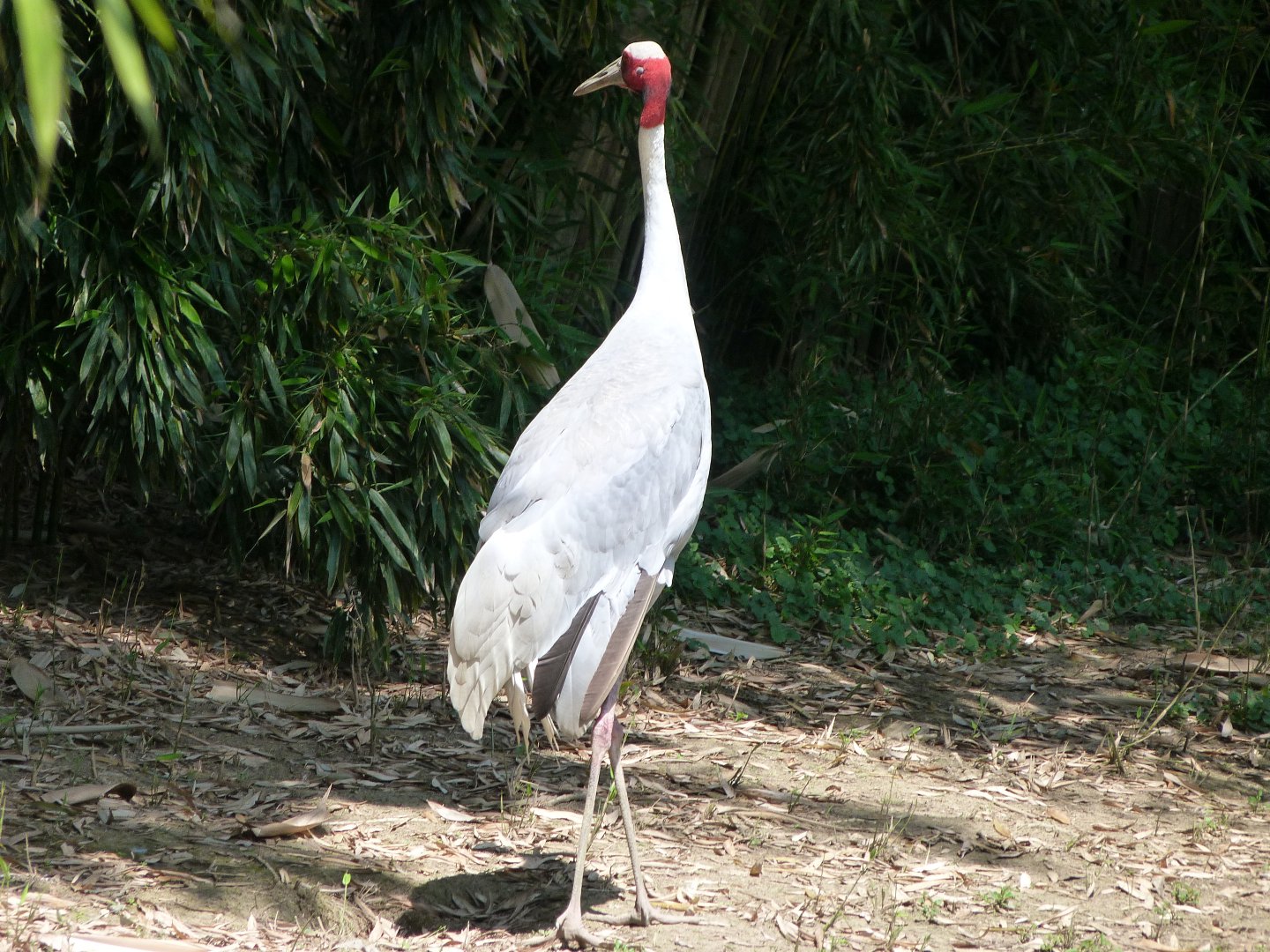Indian sarus crane -Zoo d'Asson (2025)