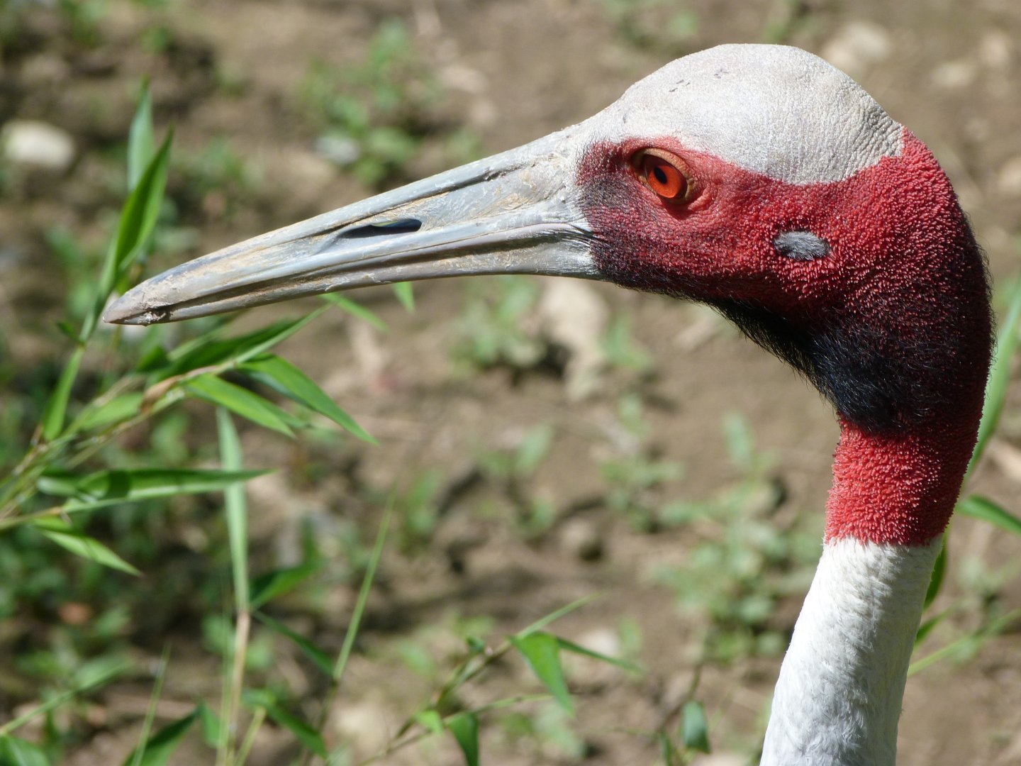 Indian sarus crane -Zoo d'Asson (2025)
