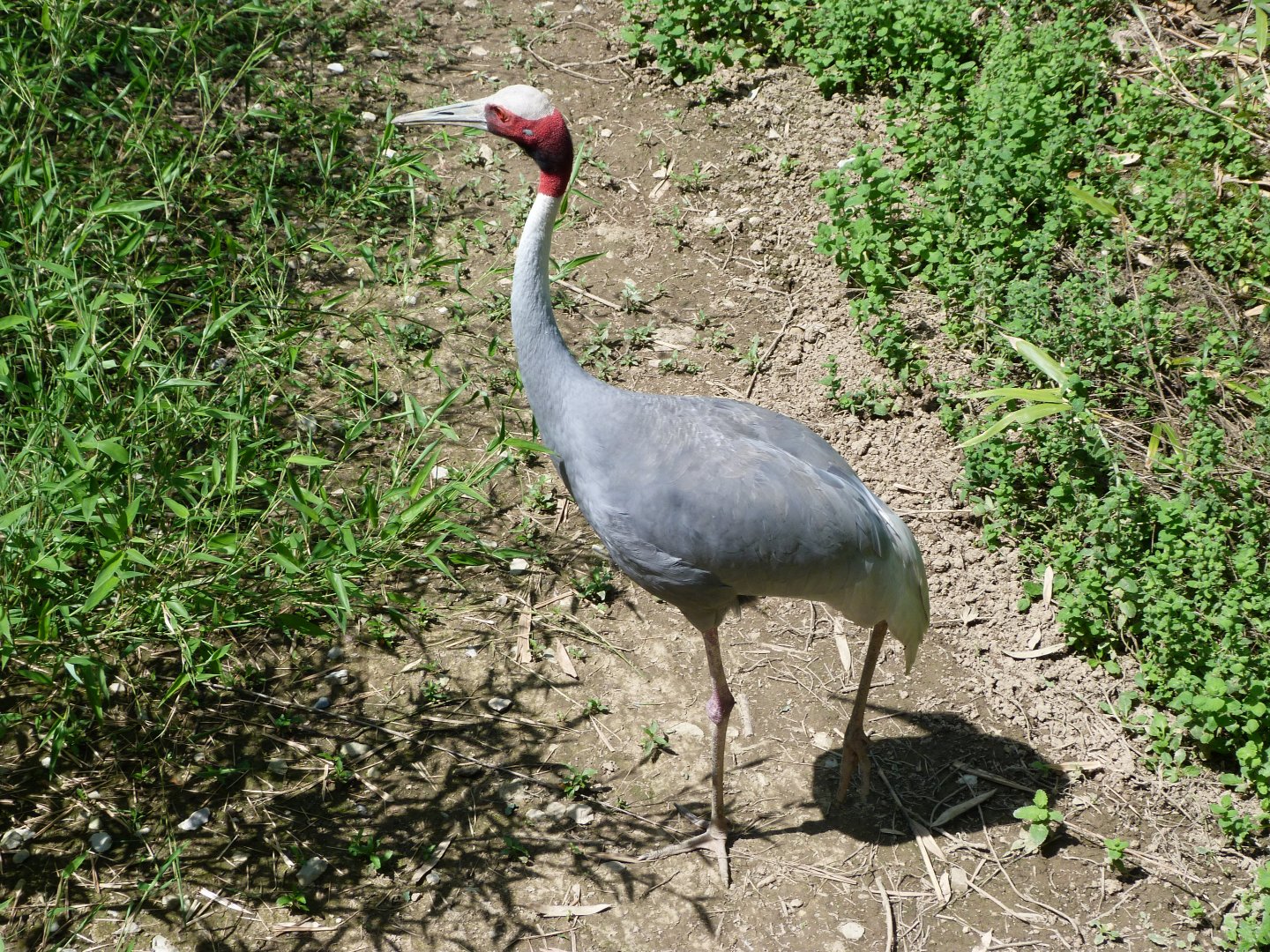 Indian sarus crane -Zoo d'Asson (2025)