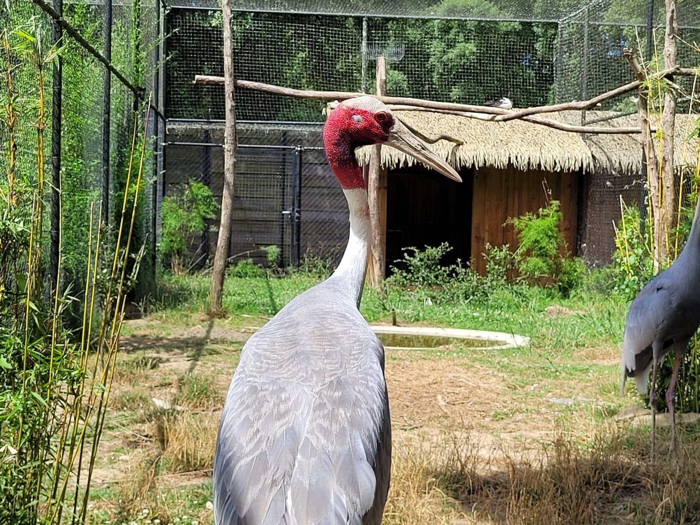 Indian sarus crane -Zoo de Labenne (2024)