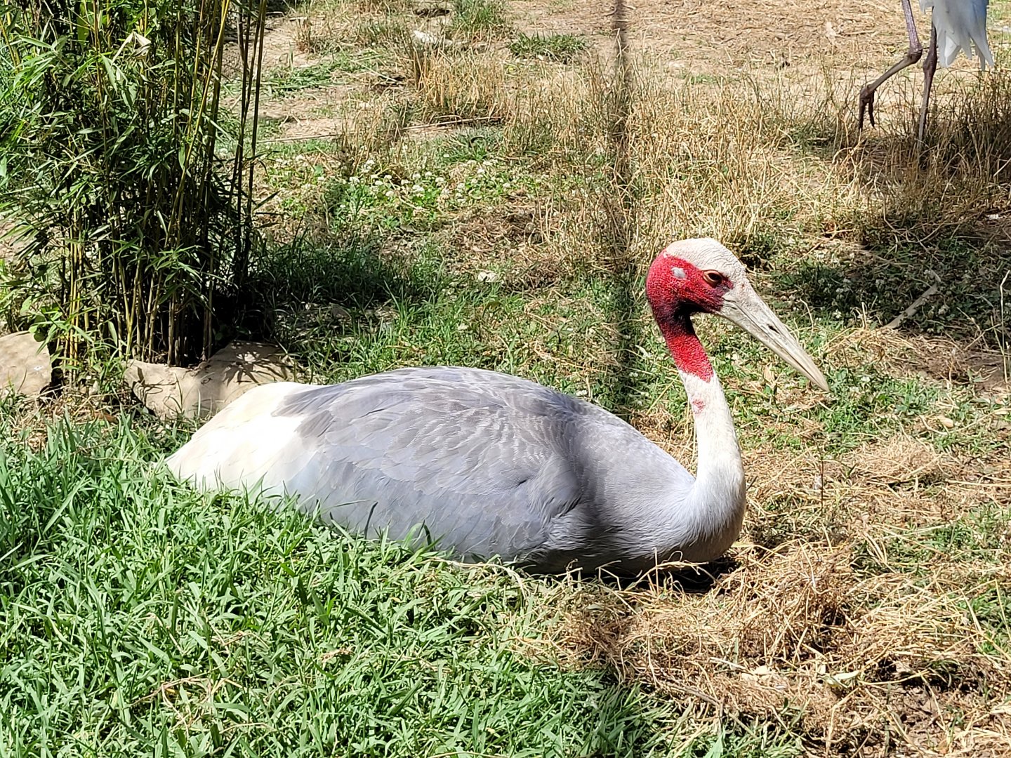 Indian sarus crane -Zoo de Labenne (2024)