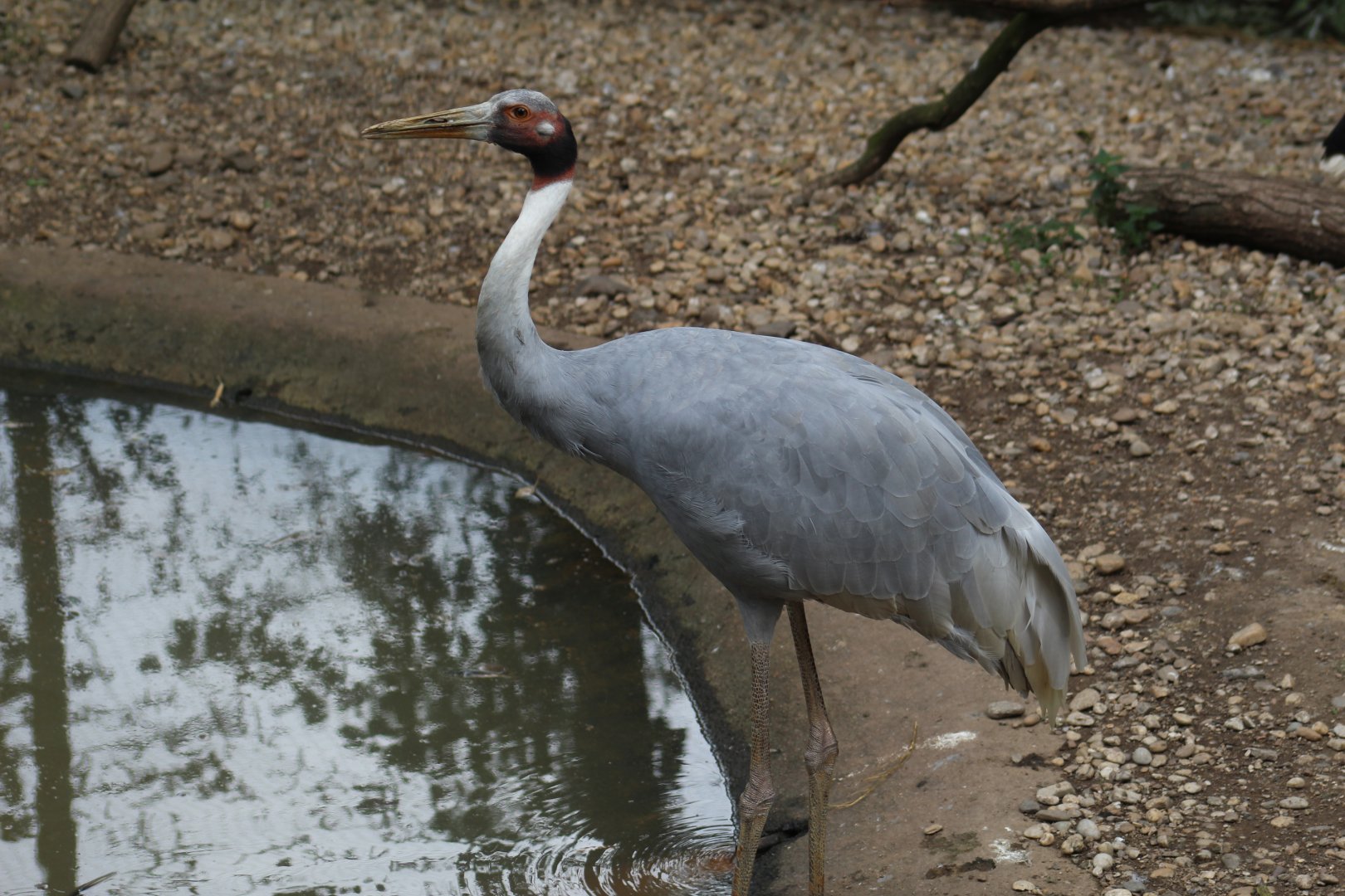 Indian Sarus Crane