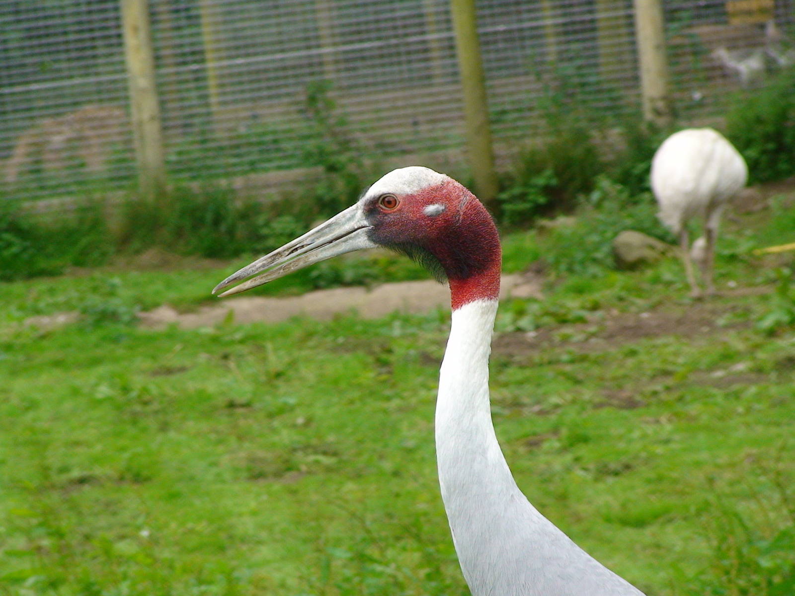 Indian Sarus Crane