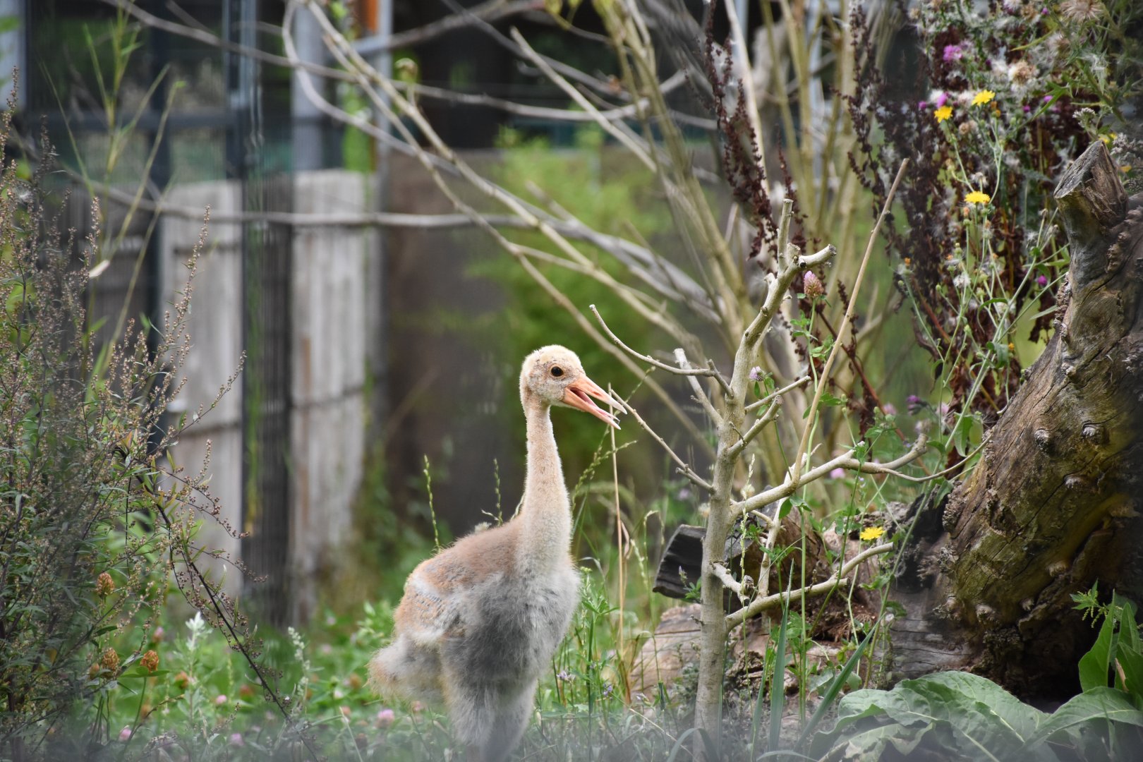 Indian sarus crane
