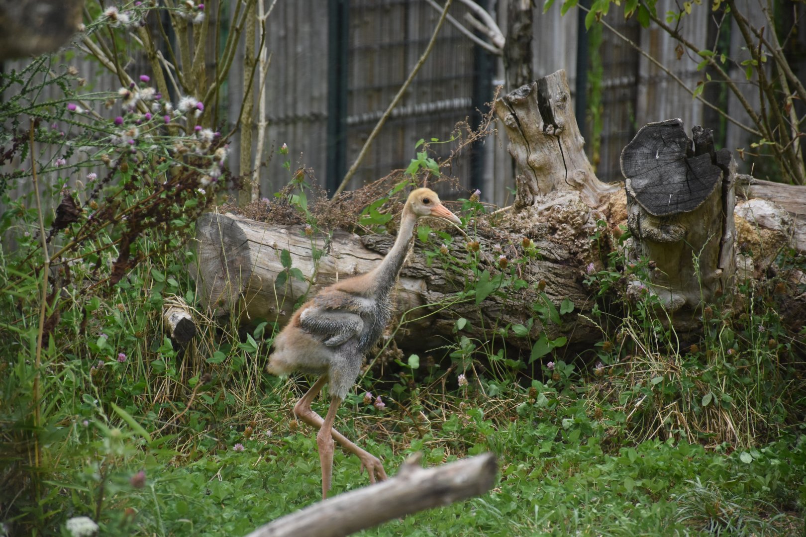 Indian sarus crane