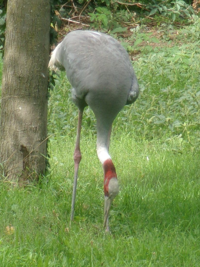 Indian sarus crane