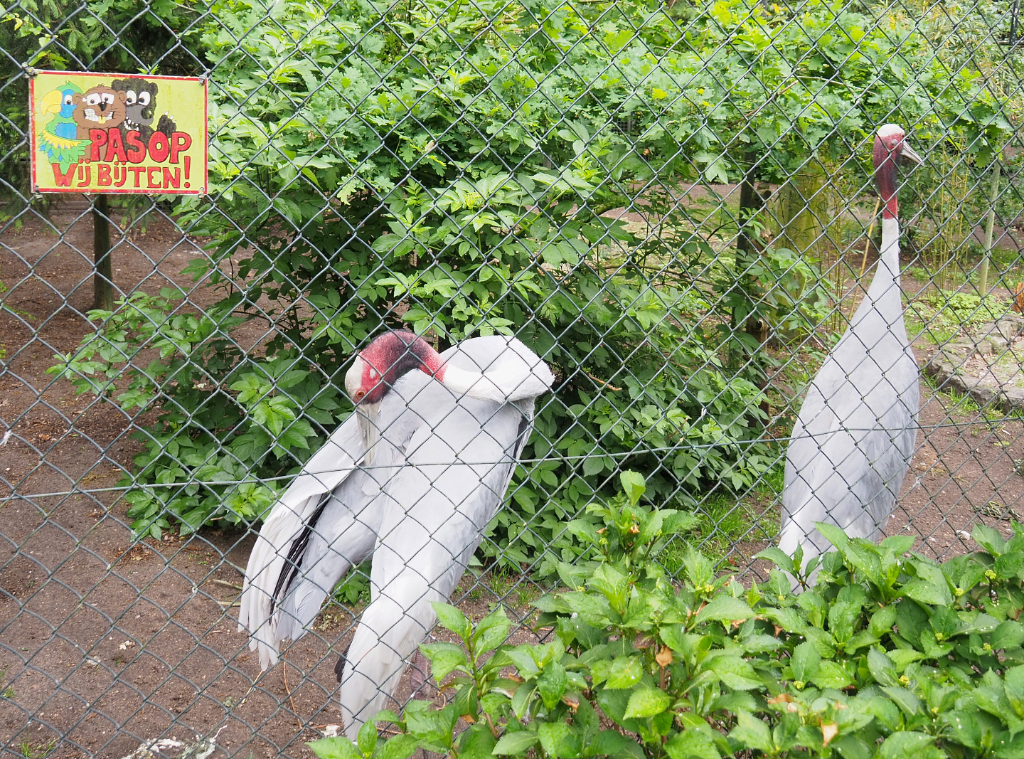 Indian sarus cranes (Antigone antigone antigone), 2022-05-17