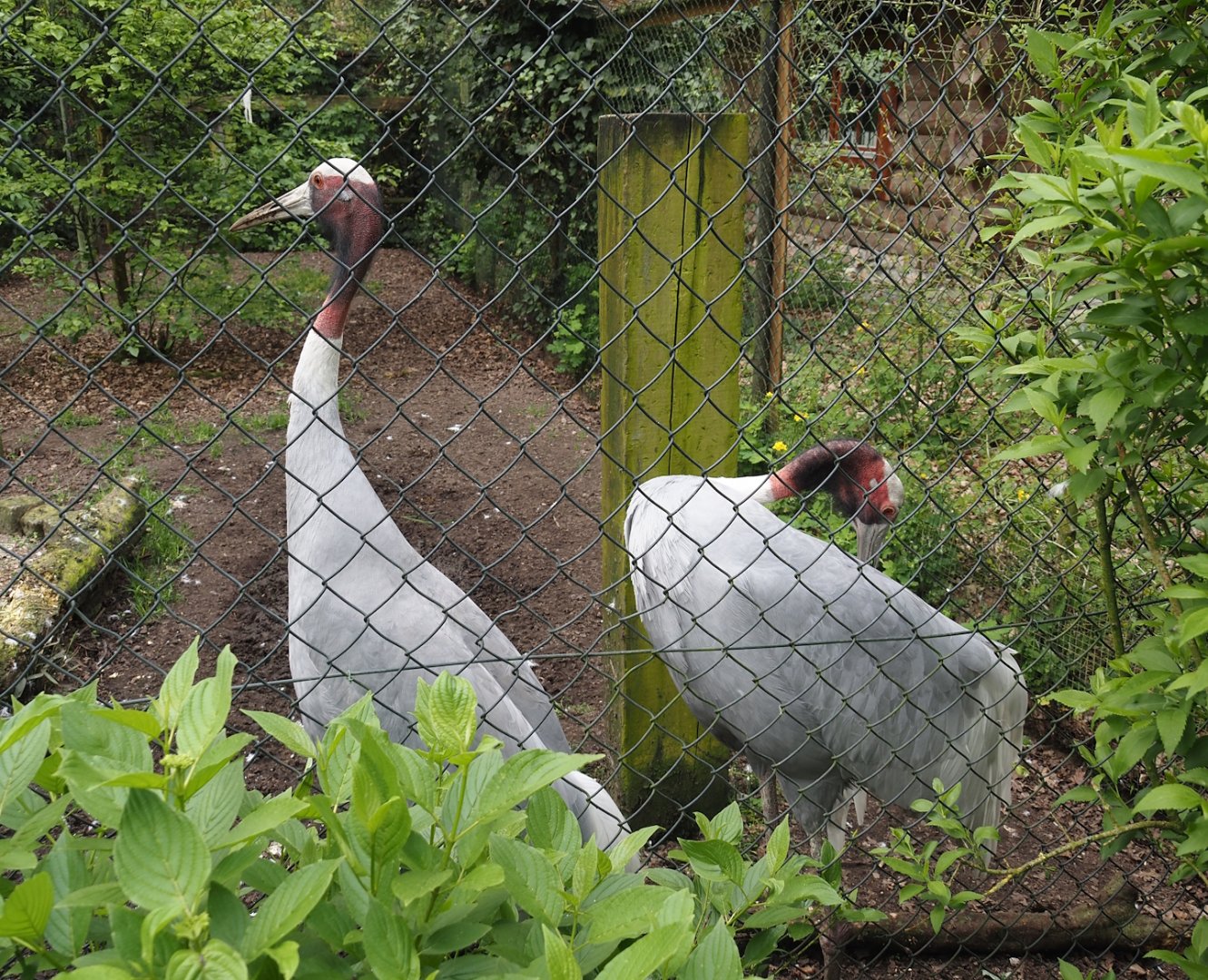Indian sarus cranes (Antigone antigone antigone), 2024-04-14