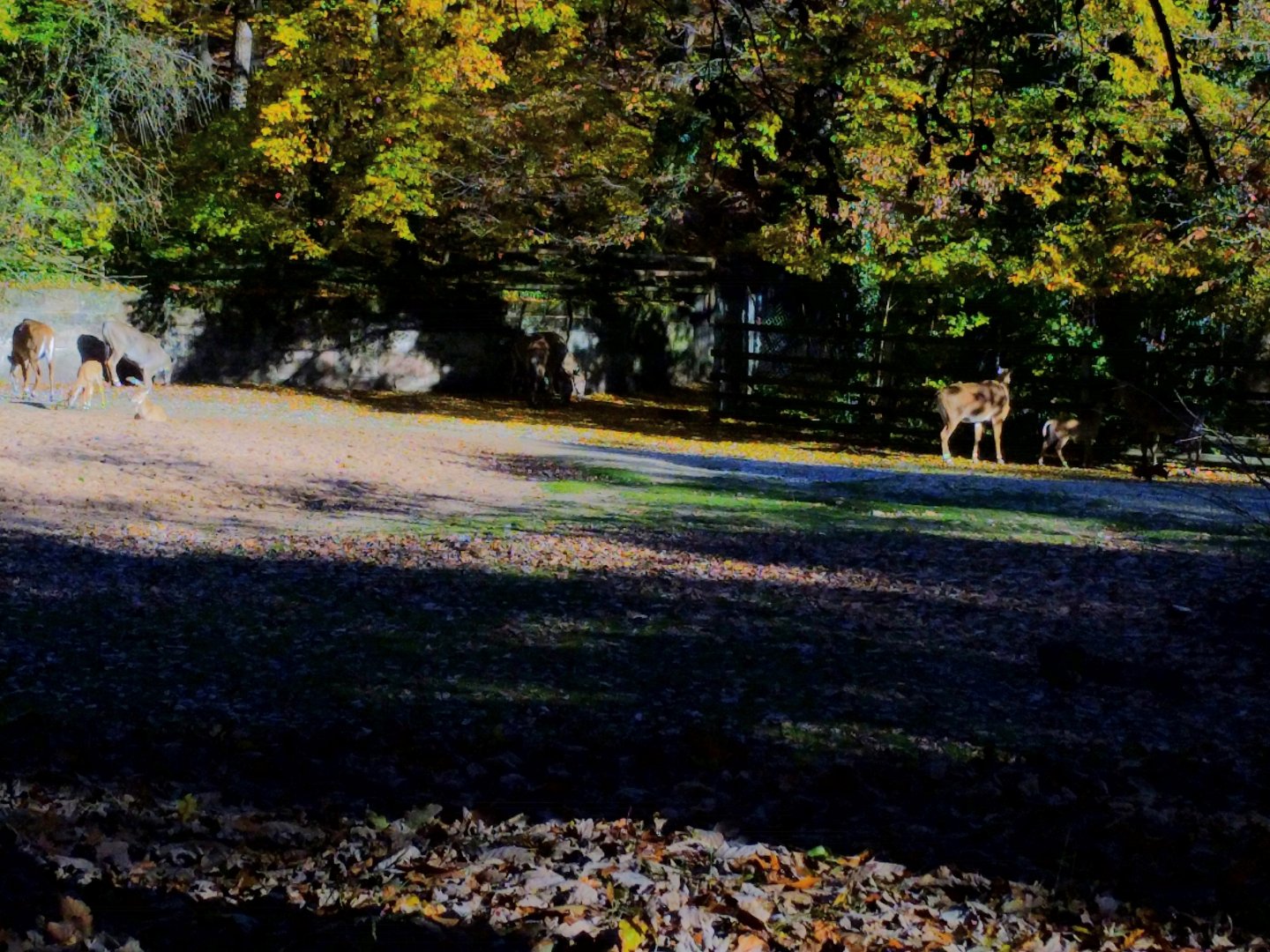 Indian Savannah Enclosure