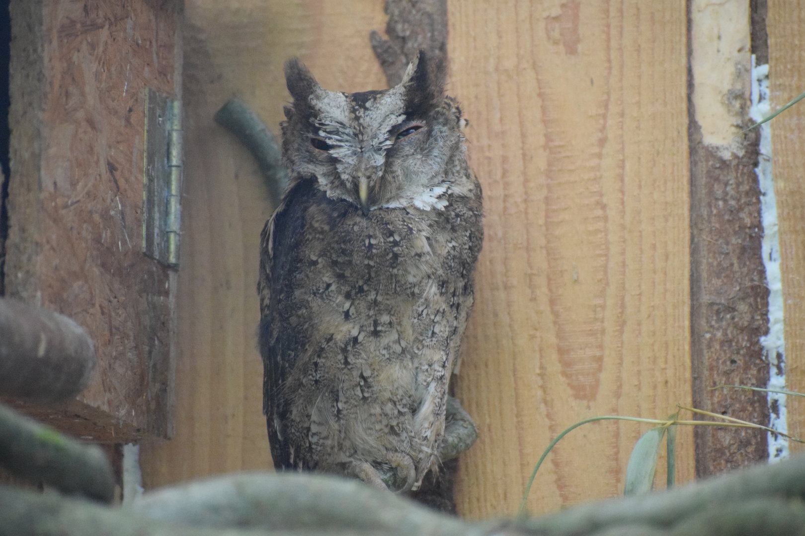 Indian Scops-owl - August 2022