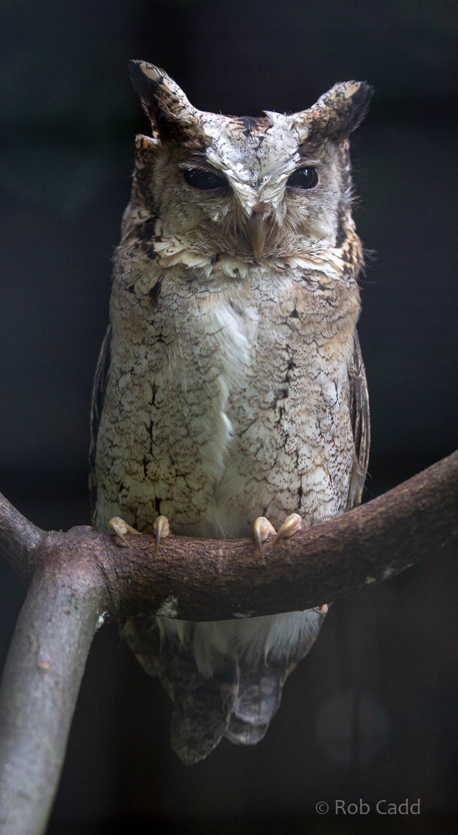 Indian scops-owl : Cotswold Falconry Centre : 04 Sep 2020