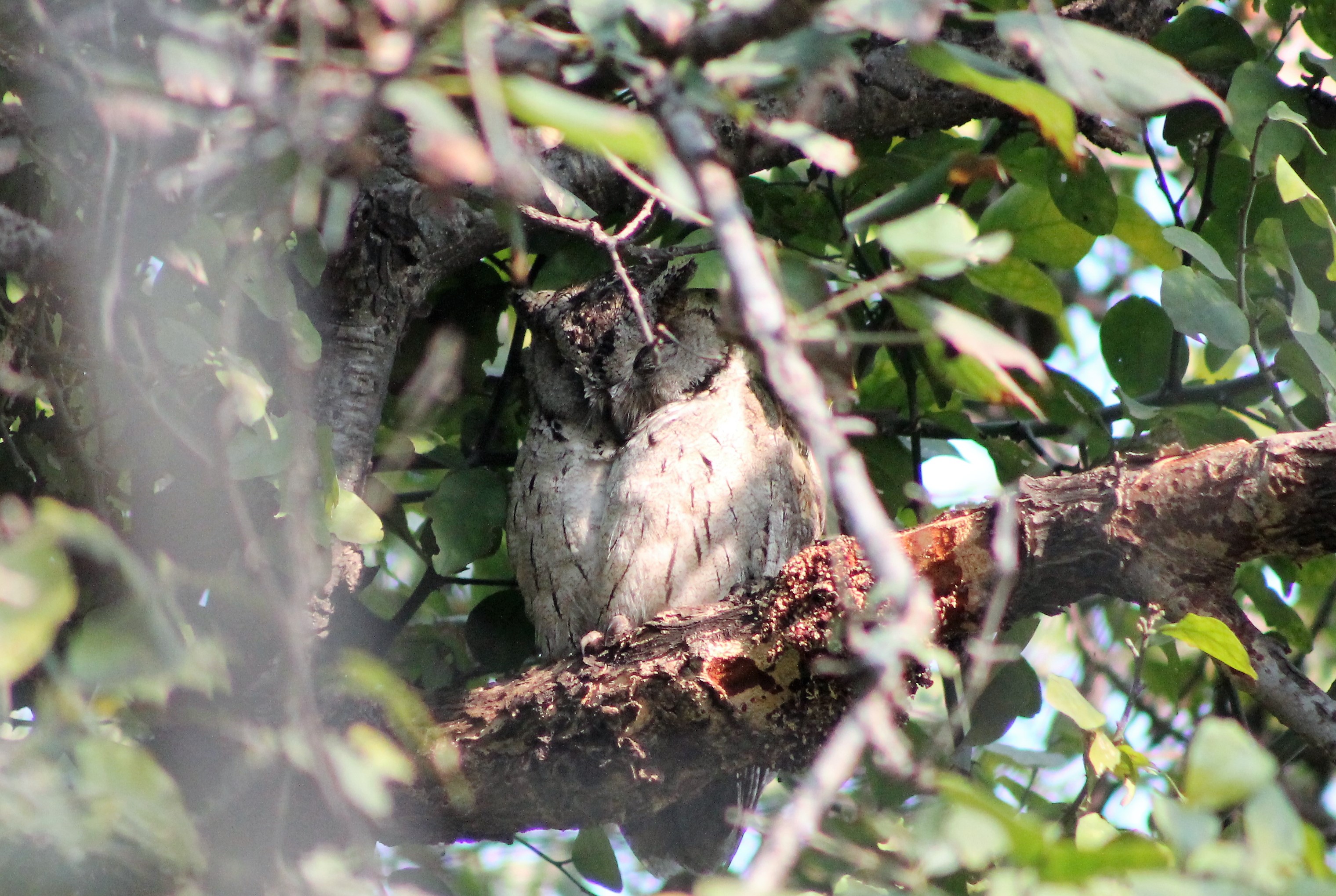 Indian Scops Owl (Otus bakkamoena gangeticus)