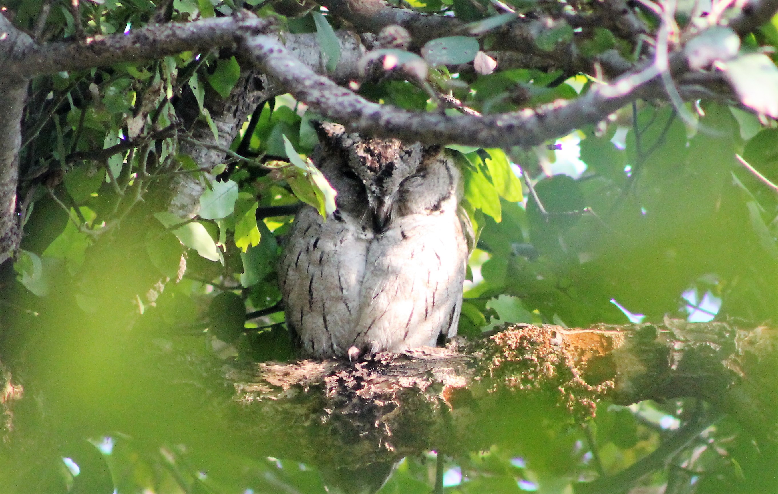 Indian Scops Owl (Otus bakkamoena gangeticus)