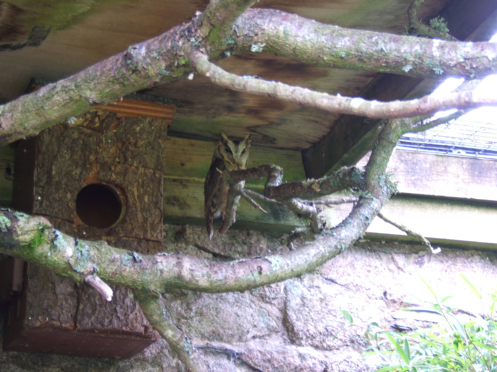 Indian Scops Owl (Otus bakkamoena)